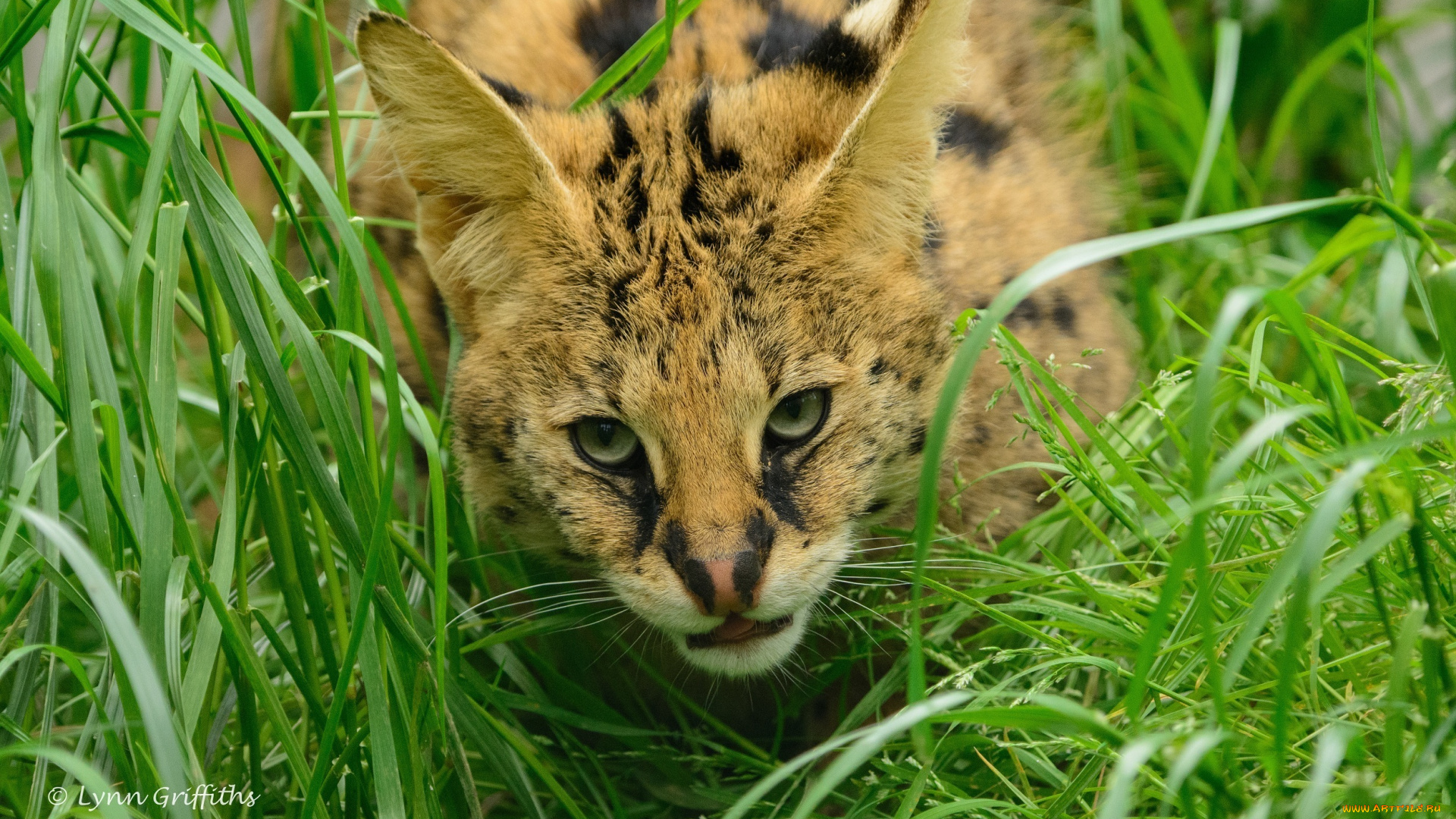 животные, сервалы, засада, трава, морда, кошка