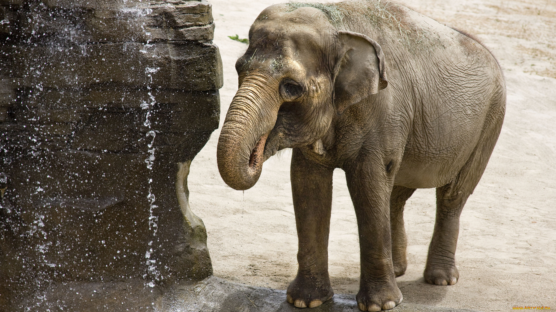 животные, слоны, водопой, слон, скала