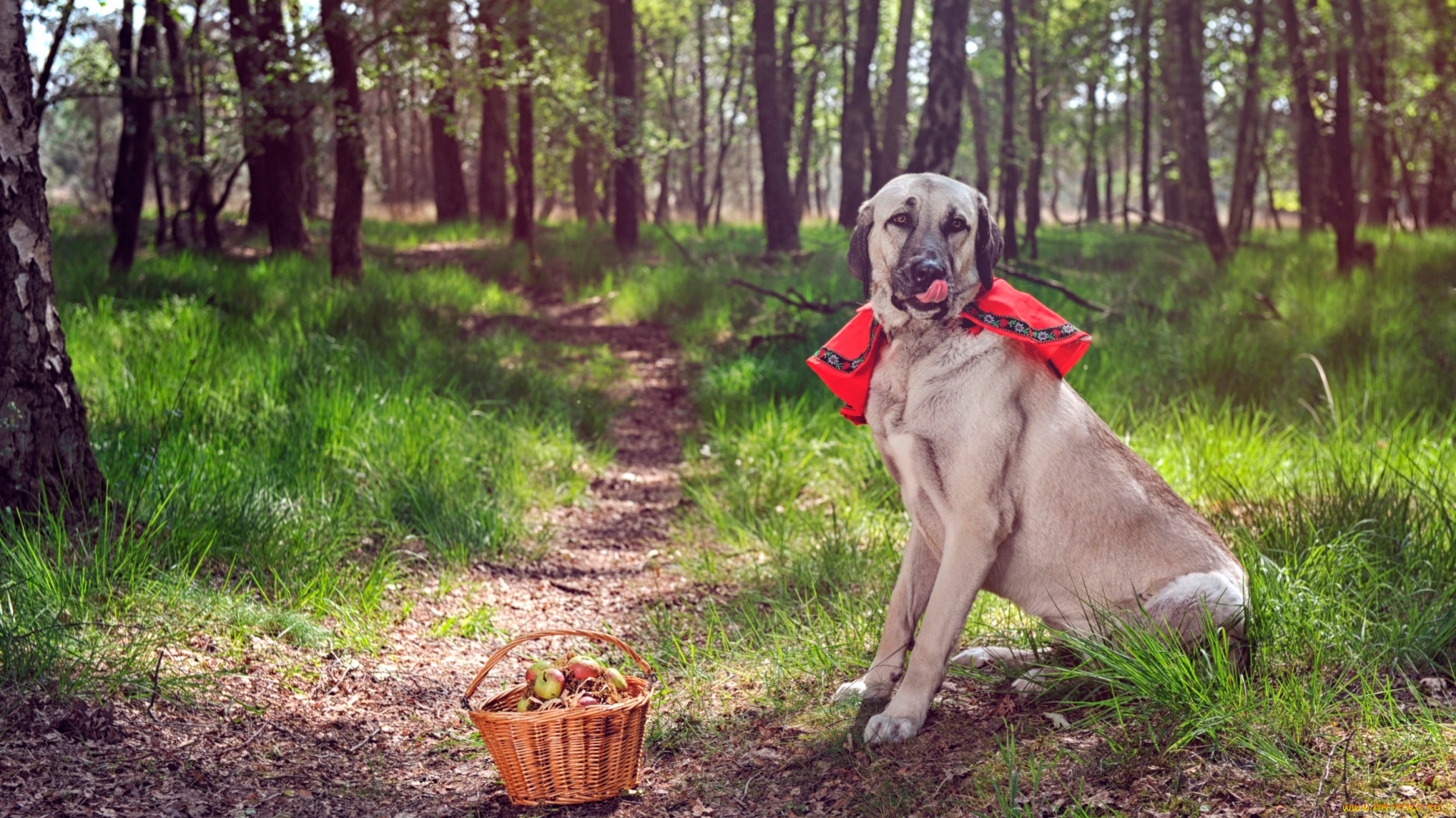 животные, собаки, лес, тропинка, собака, корзинка