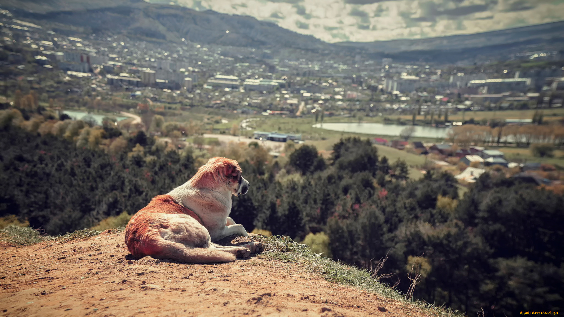 животные, собаки, пейзаж, вид