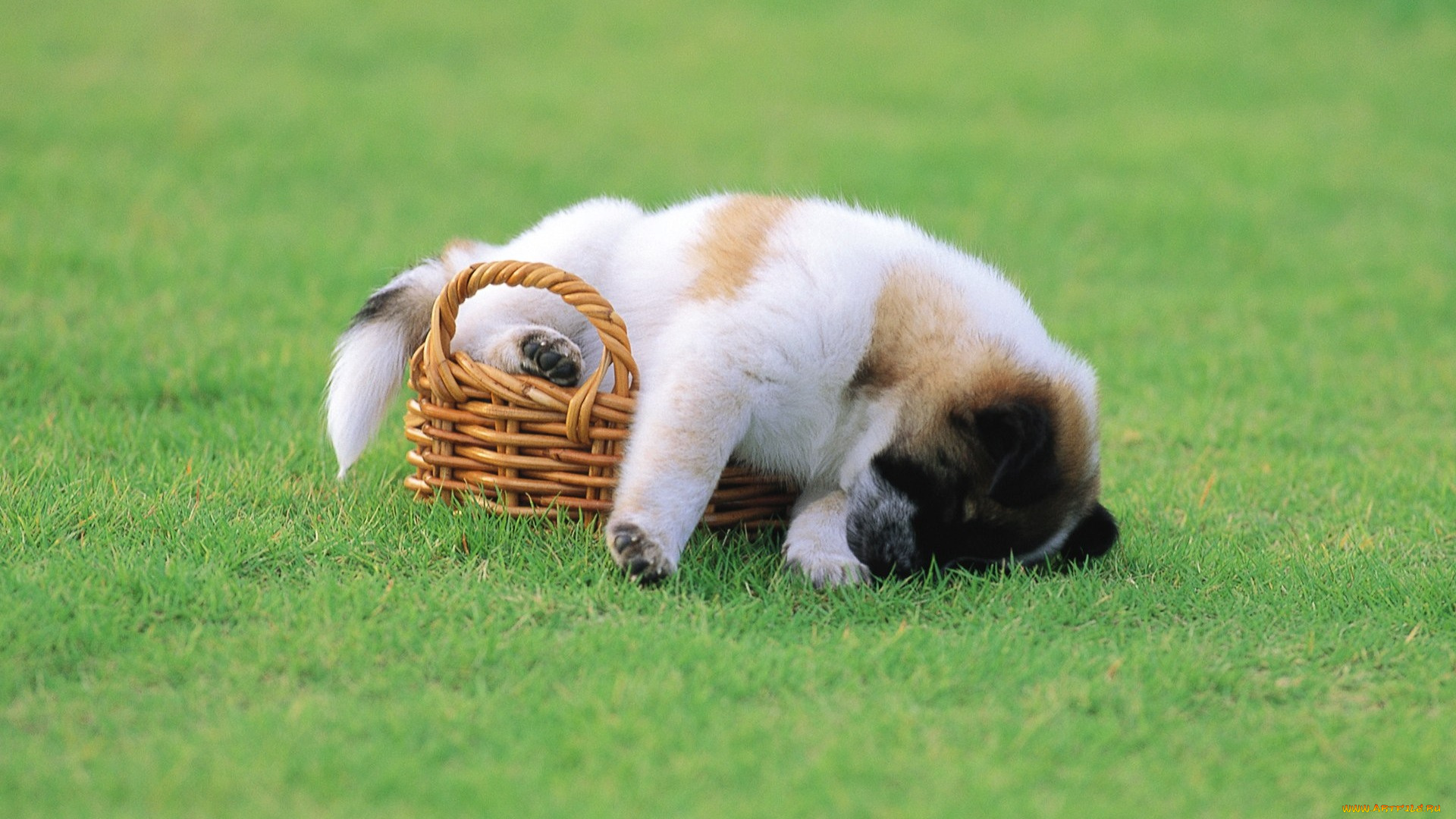 животные, собаки, щенок