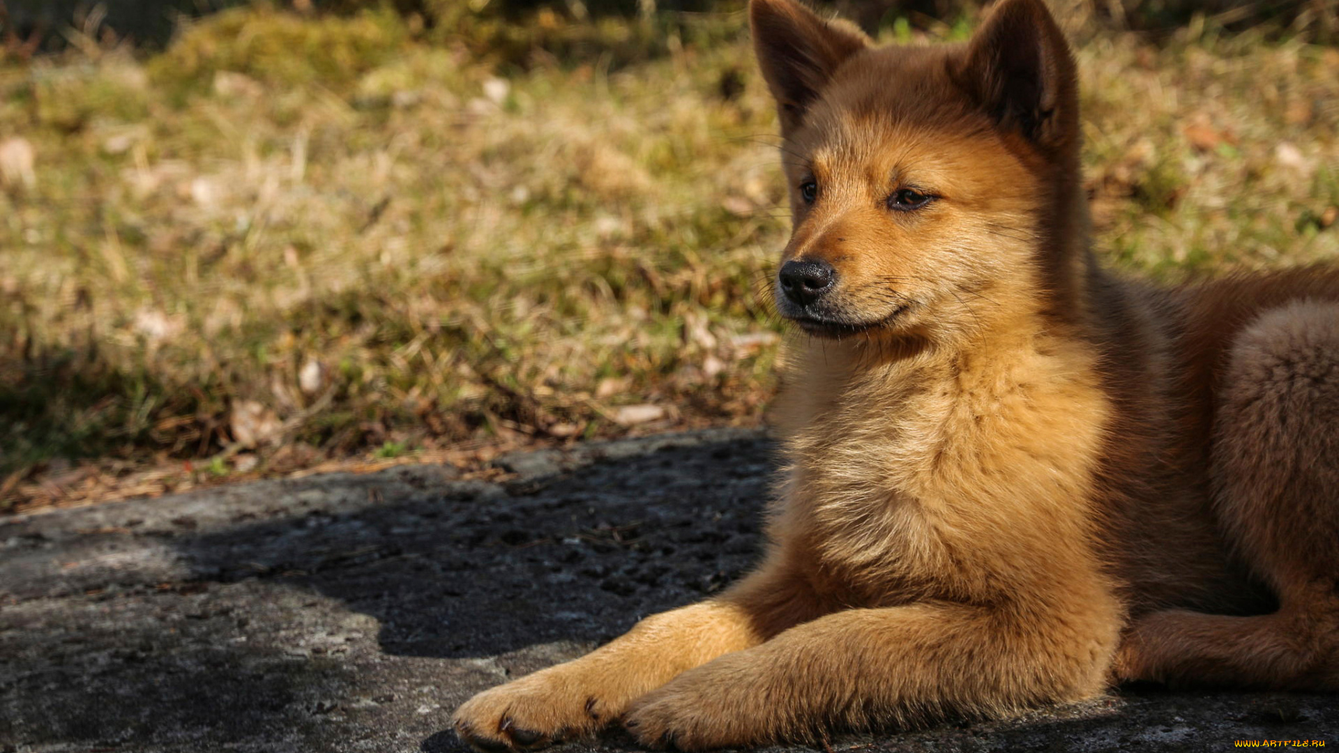 животные, собаки, взгляд, пёс, морда