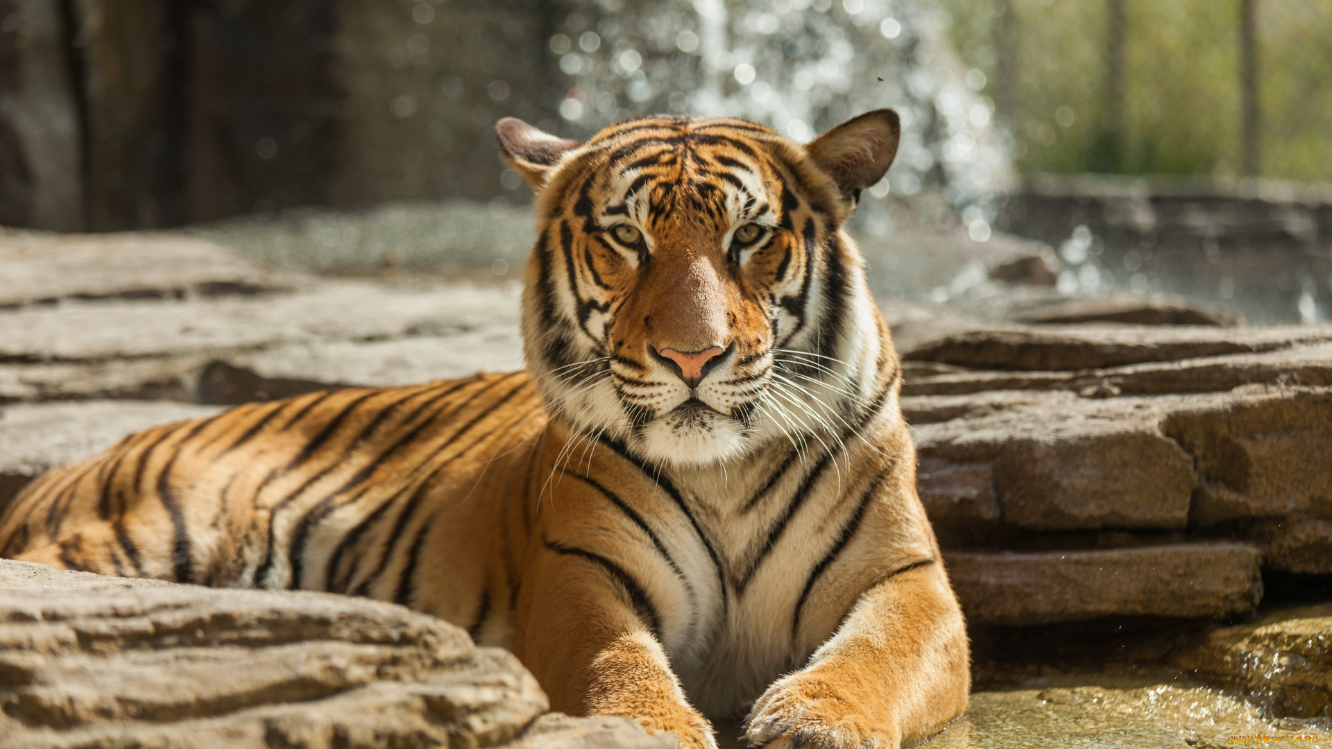 животные, тигры, кошка, отдых, морда, лапы