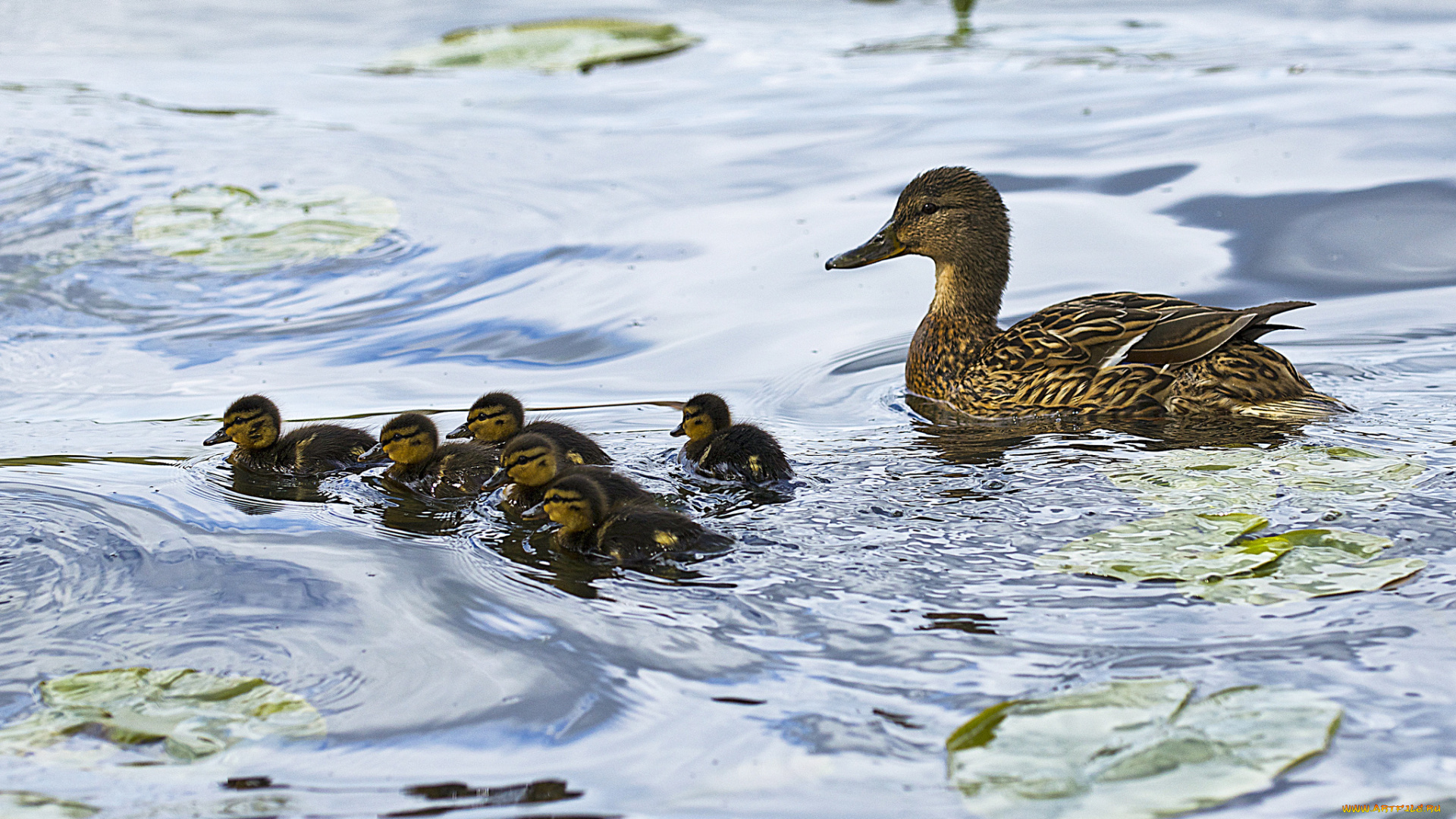 животные, утки, птенцы, утка, водоем