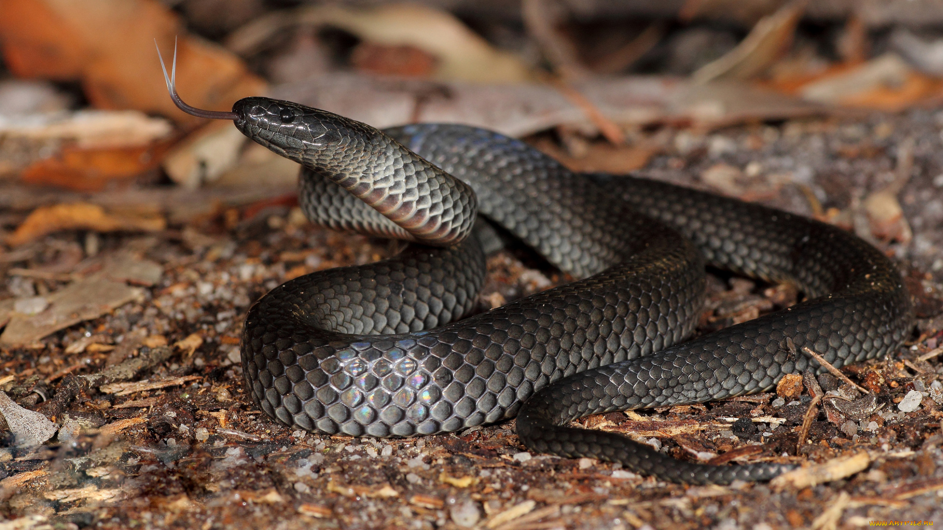 животные, змеи, , питоны, , кобры, змея, язык