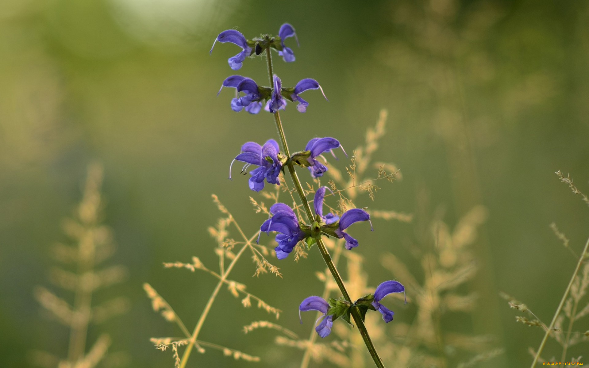 цветы, луговые, , полевые, , цветы, лепестки