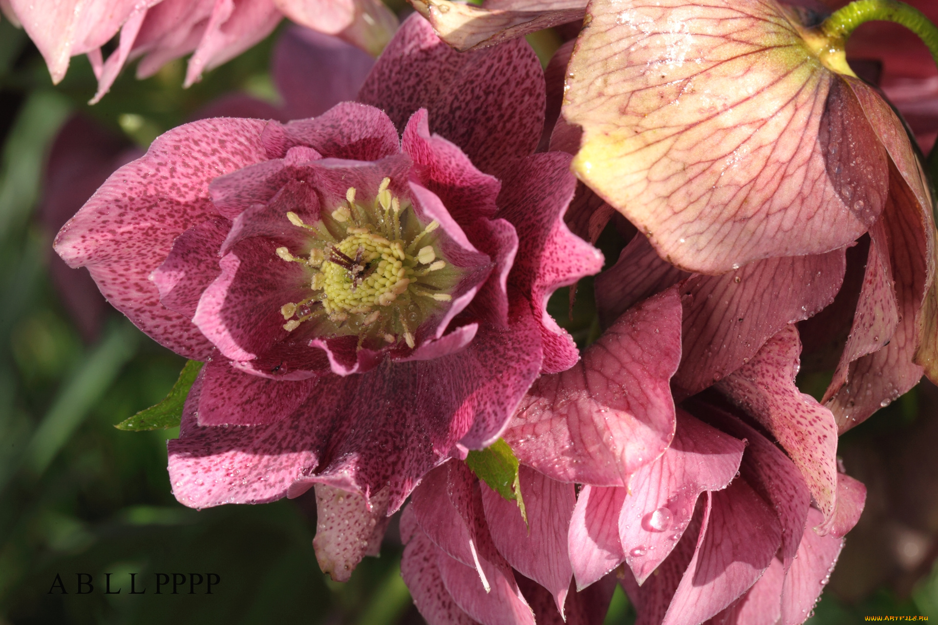 цветы, геллеборус, , морозник, макро
