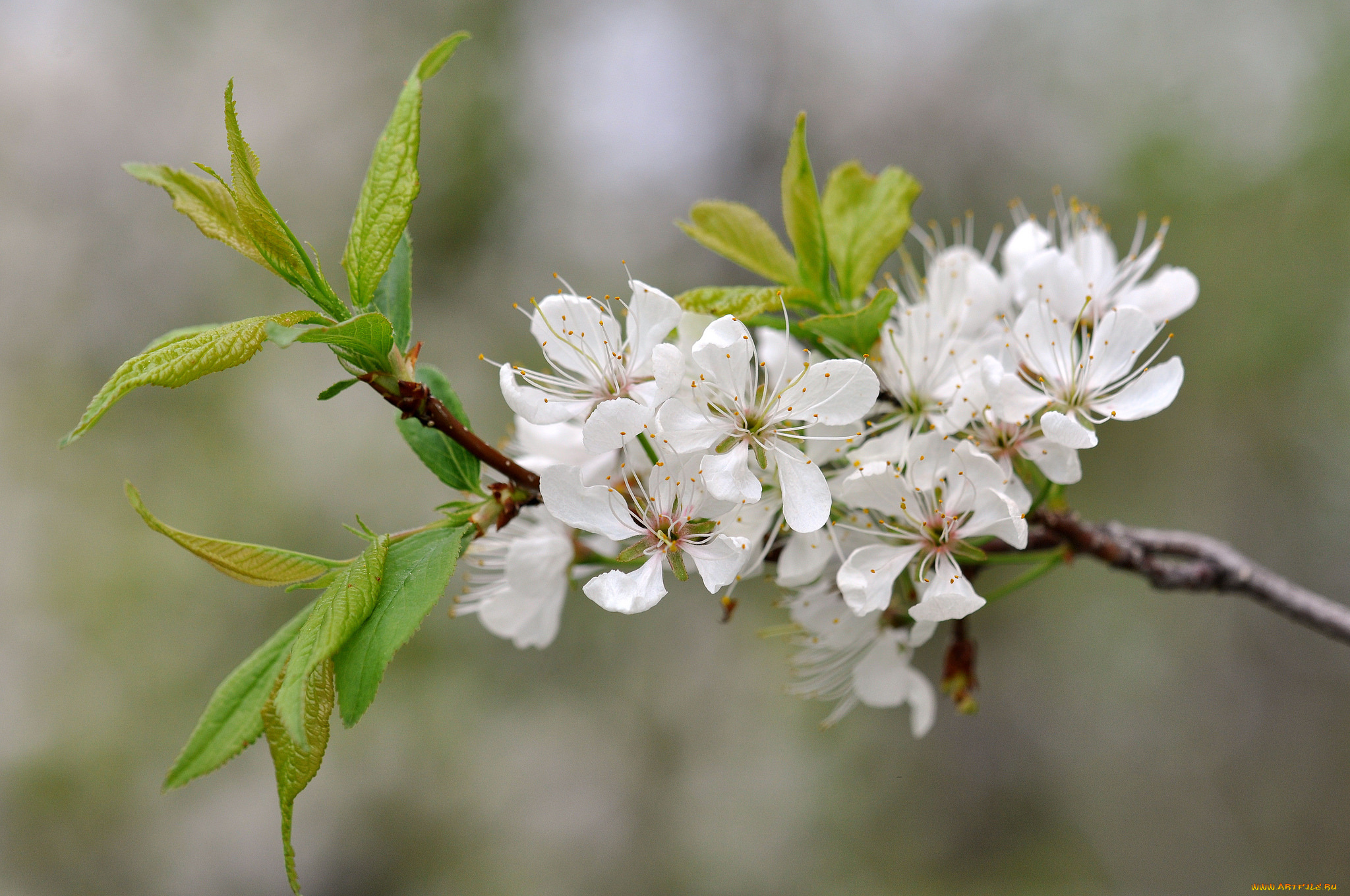 цветы, сакура, , вишня, ветка