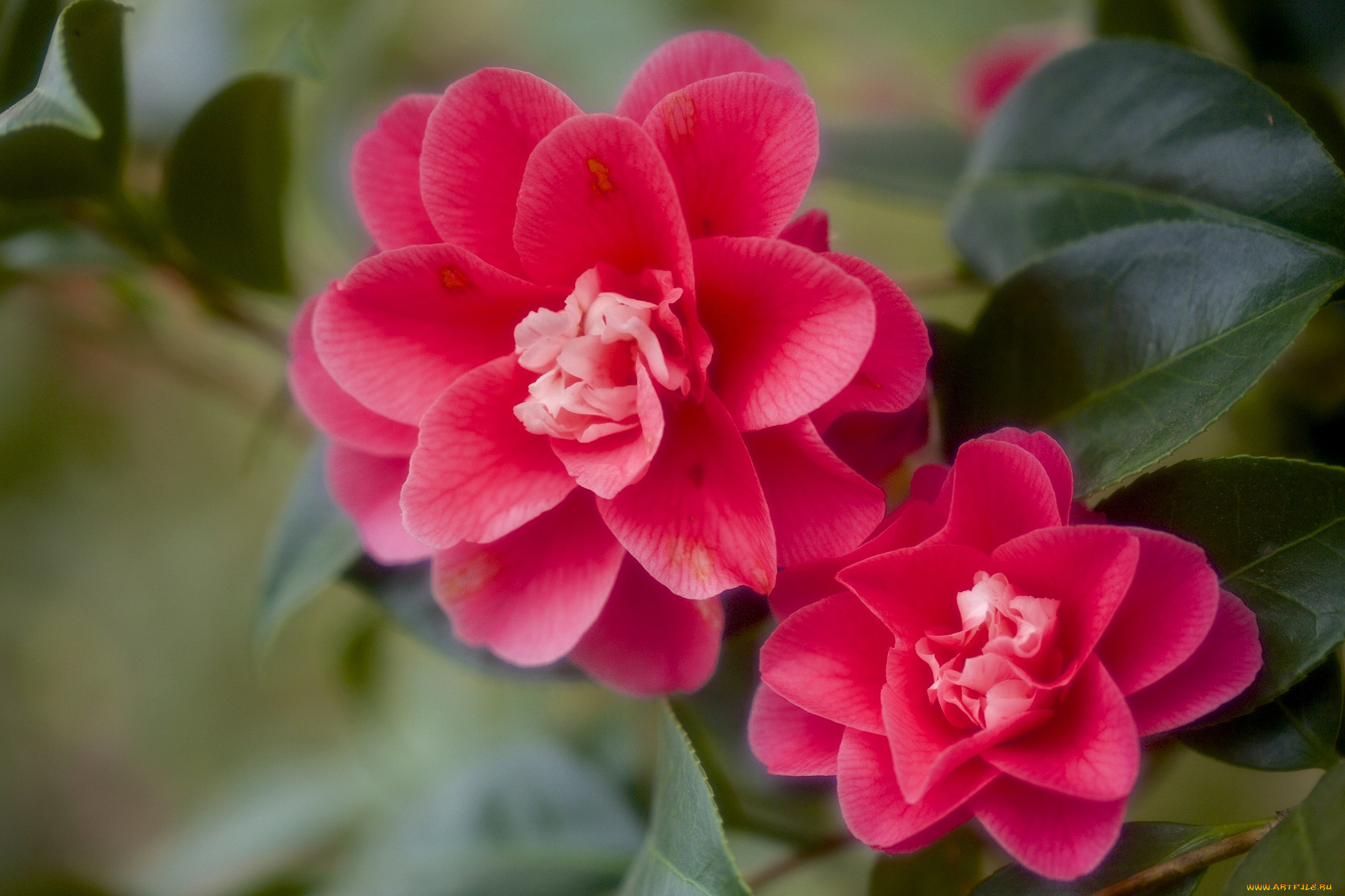 цветы, камелии, красный