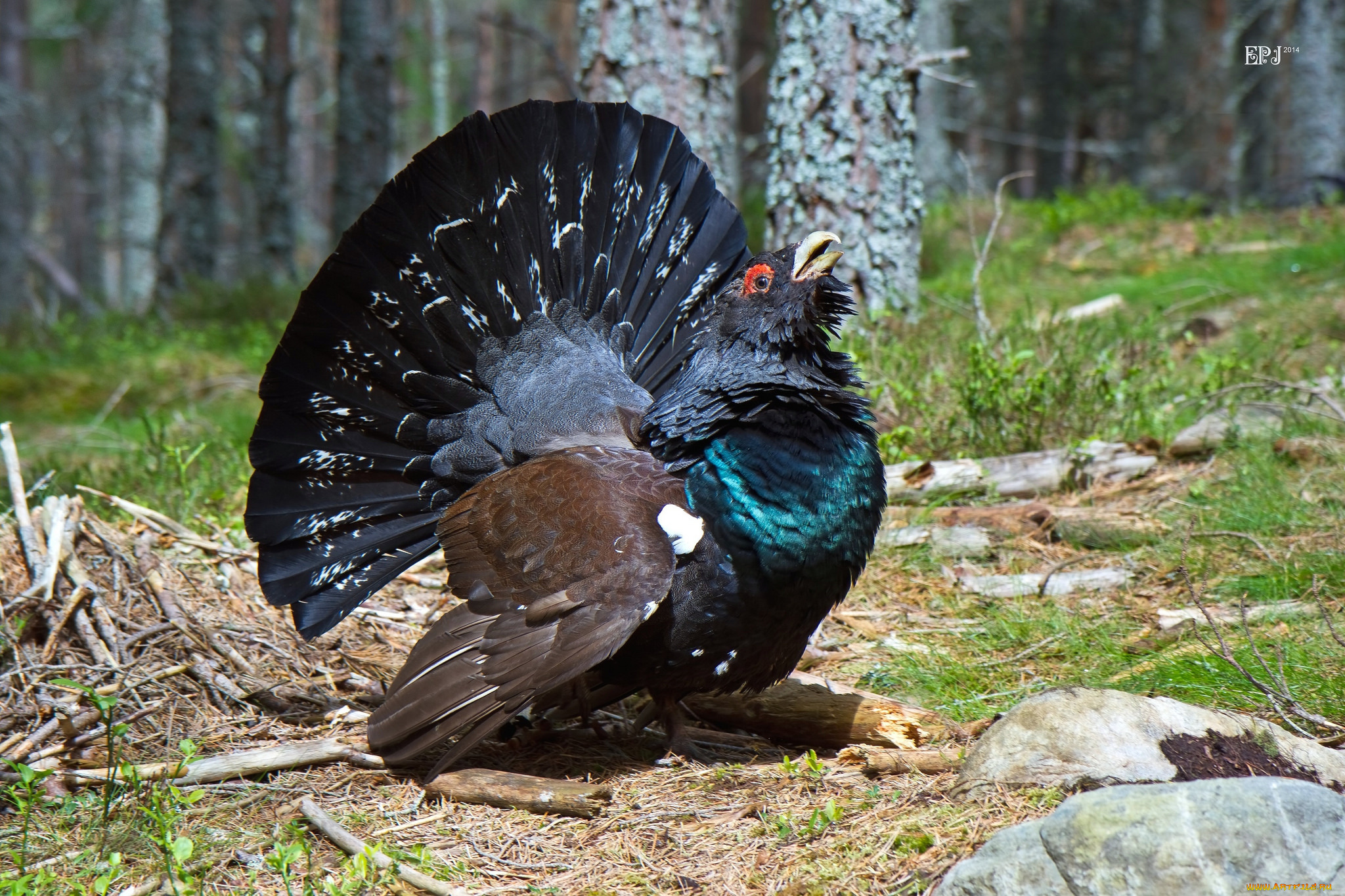 животные, глухари, , тетерева, , фазаны, глухарь, наряд, токовище