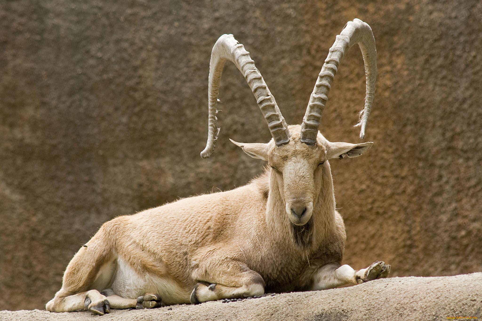 животные, козы, козерог, вольер