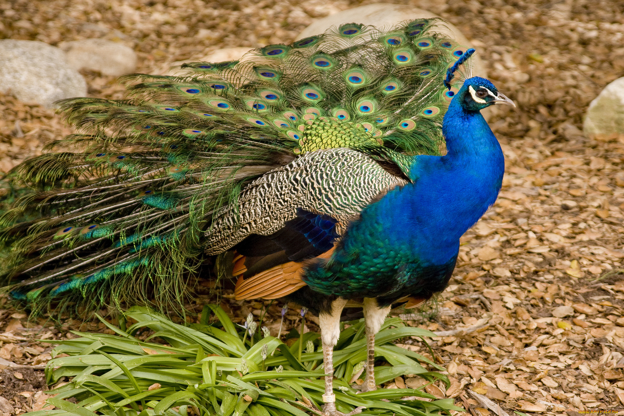животные, павлины, хвост, перья, павлин