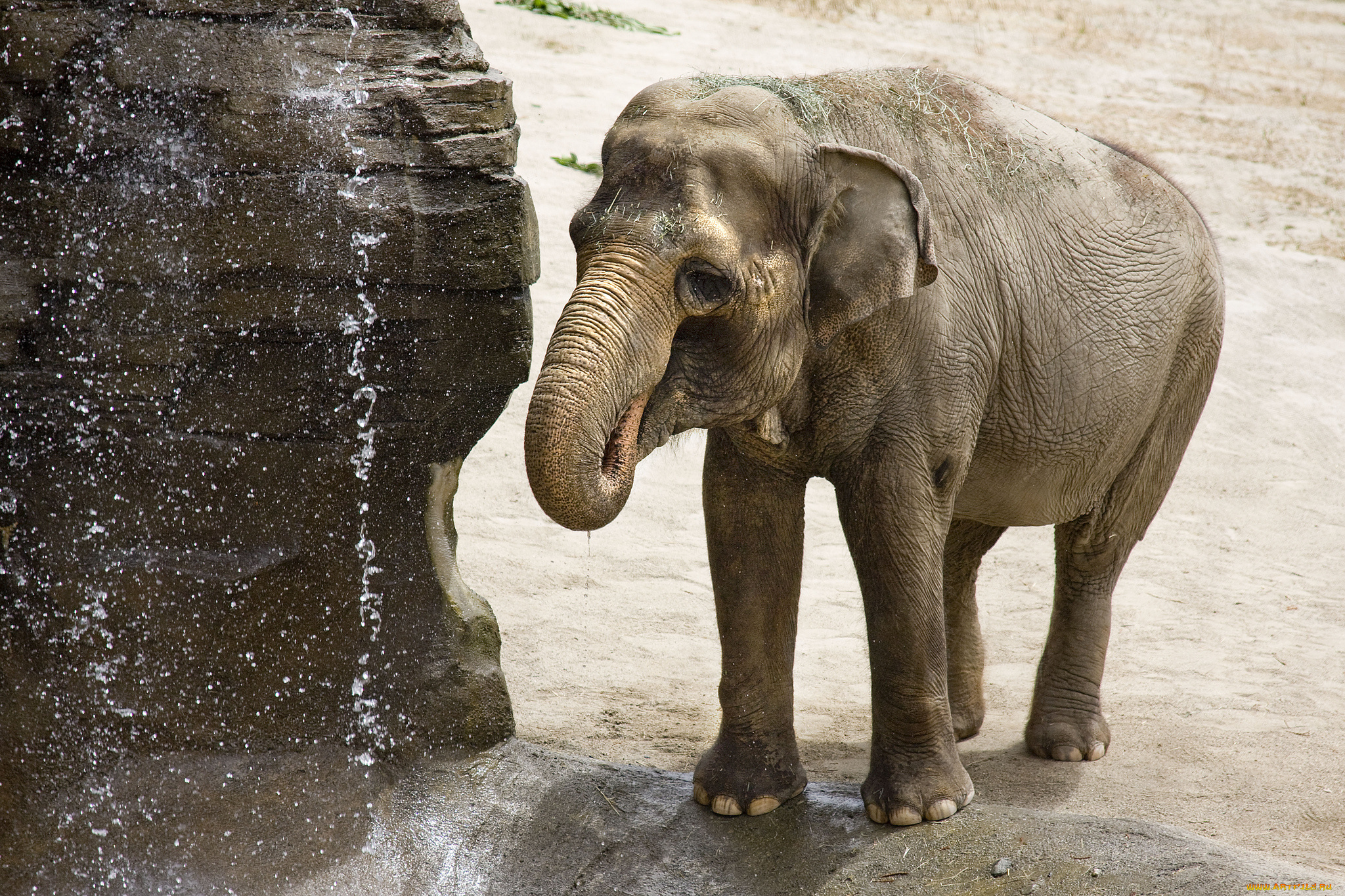животные, слоны, водопой, слон, скала