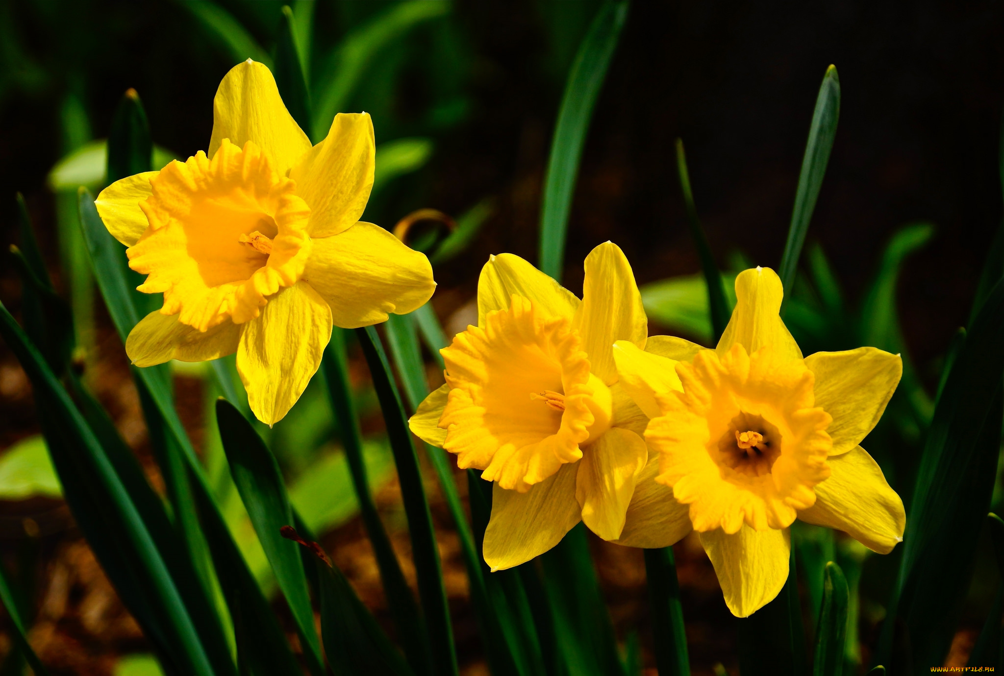 цветы, нарциссы, желтый