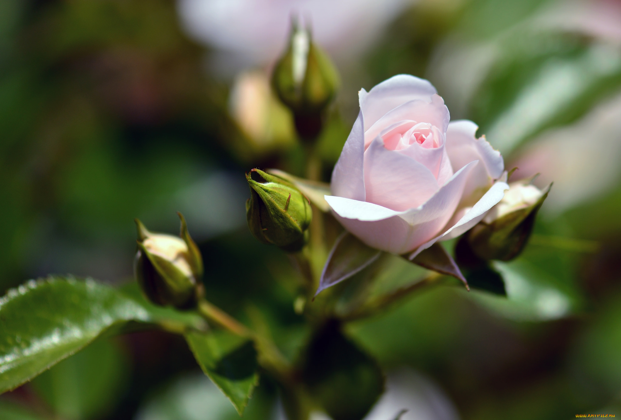 цветы, розы, бутон