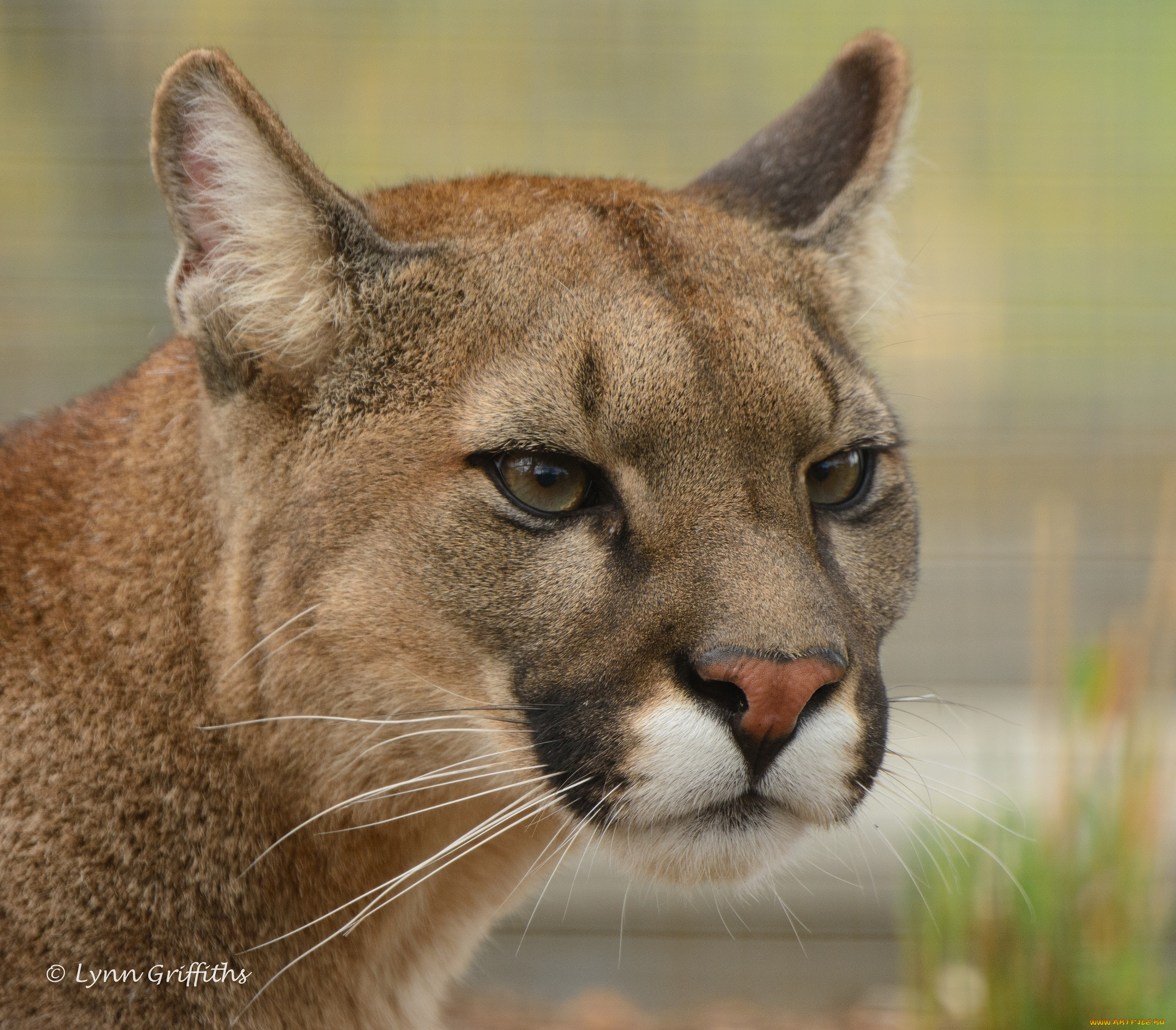 животные, пумы, портрет, морда, кошка, кугуар