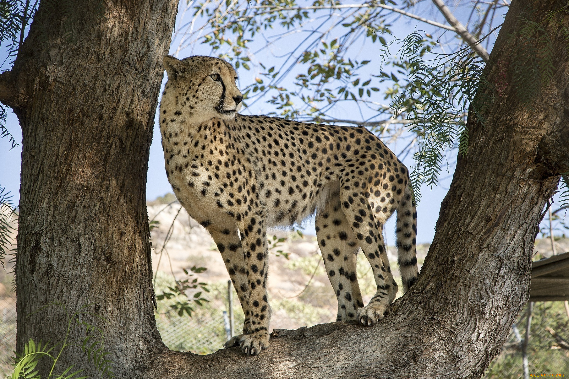 животные, гепарды, наблюдение, листва, ветки, дерево, пятна, кошка