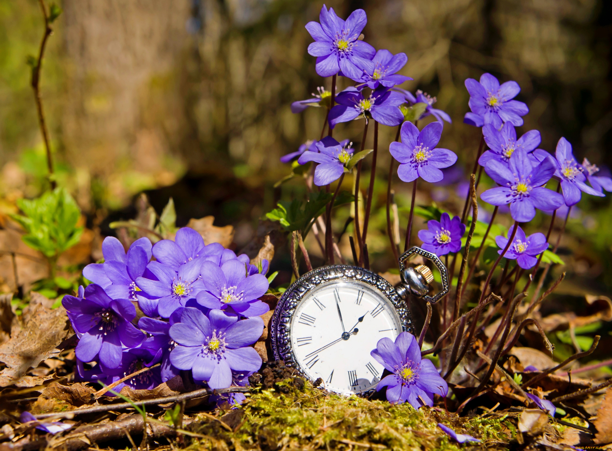 разное, Часы, , часовые, механизмы, печеночницы