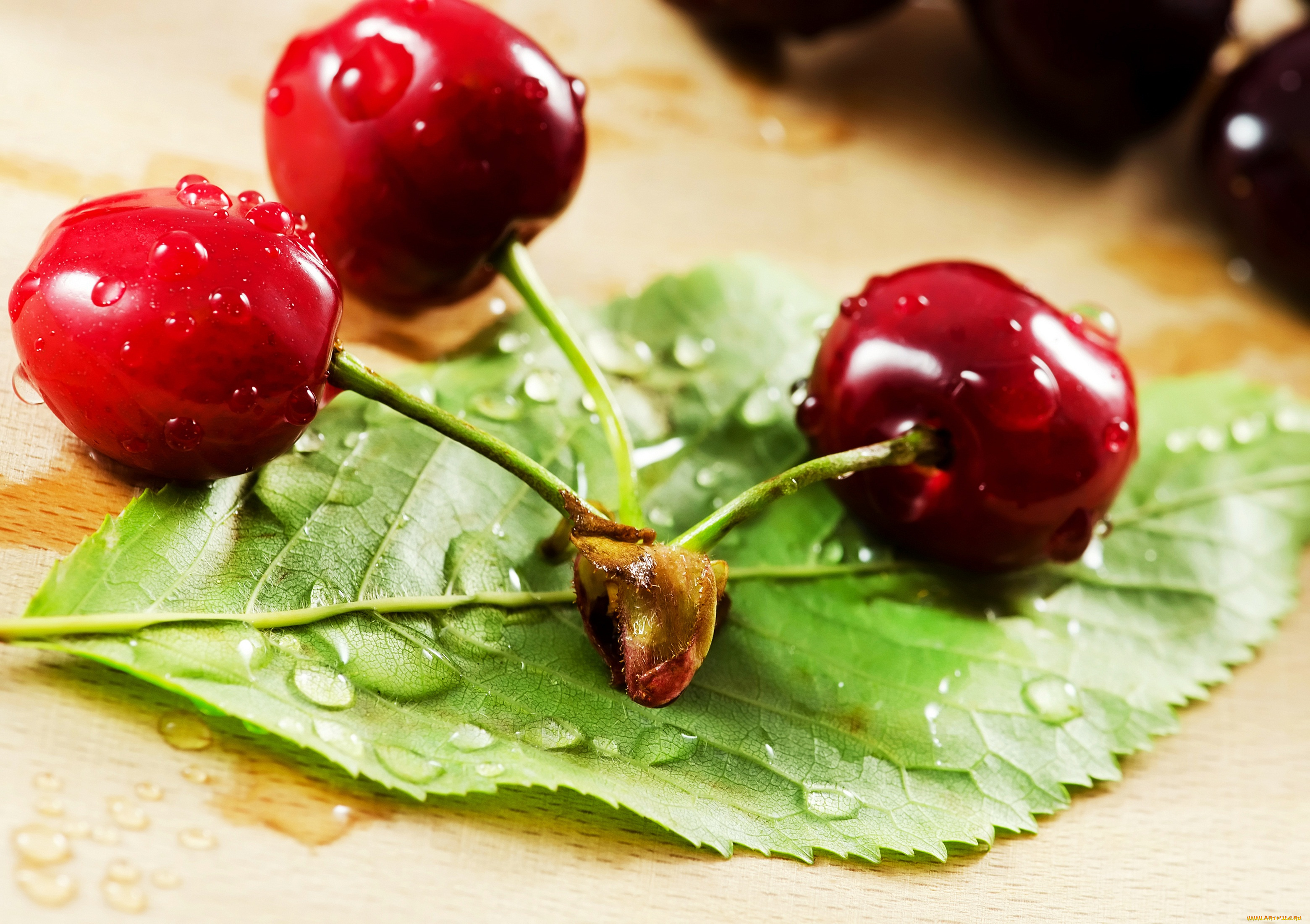 еда, вишня, , черешня, листик, три, черешинки, веточка