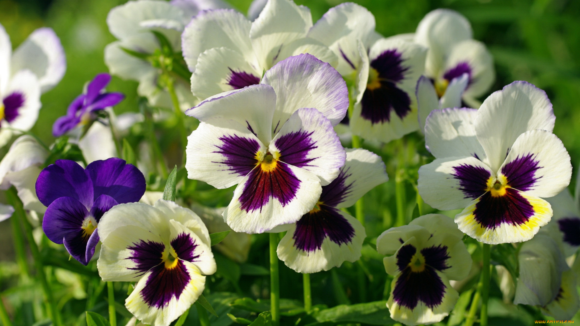 цветы, анютины, глазки, , садовые, фиалки, макро, пестрый, анютины, глазки, виола