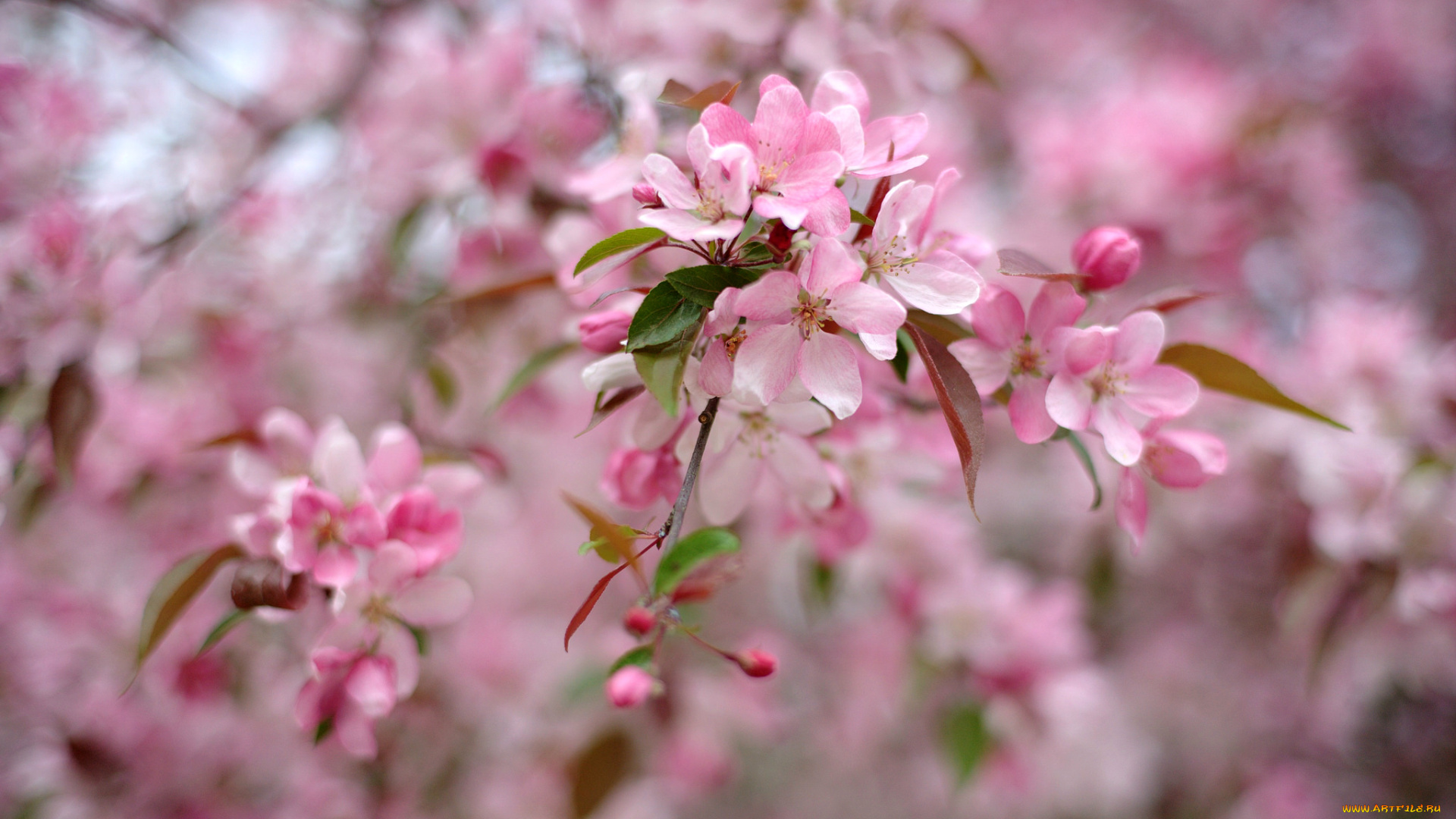цветы, цветущие, деревья, , , кустарники, цветение, дерево, весна, розовый