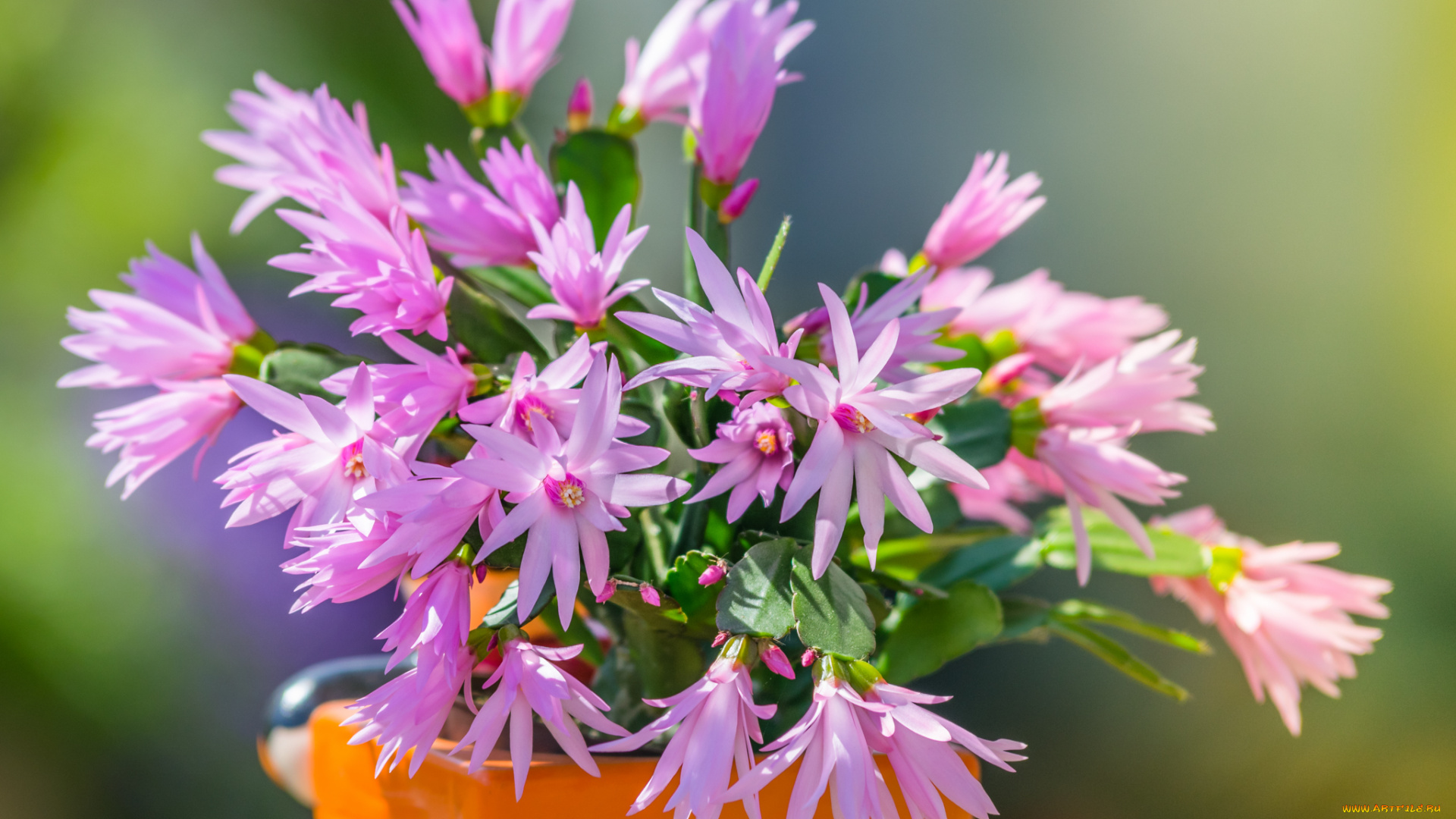 цветы, кактусы, кактус, цветение, шлюмбергера, цветки