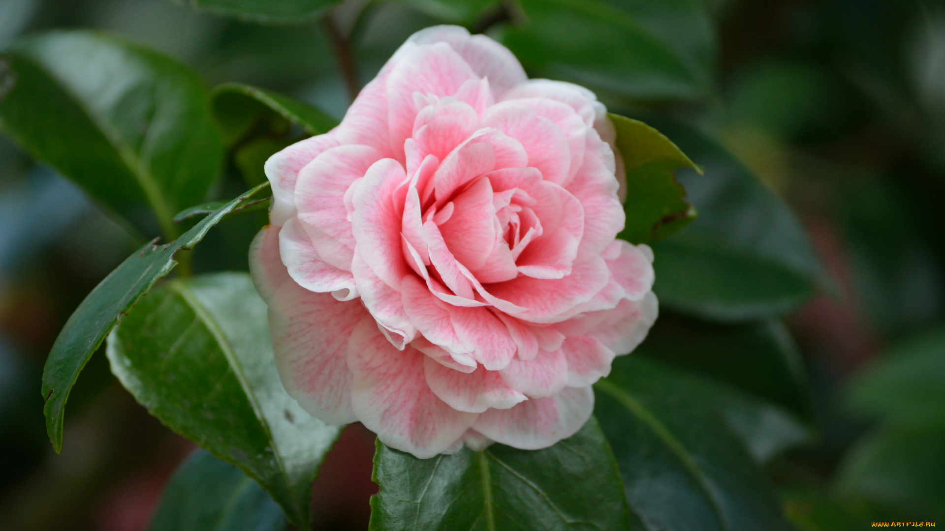 цветы, камелии, дерево, лепестки, розовый, камелия