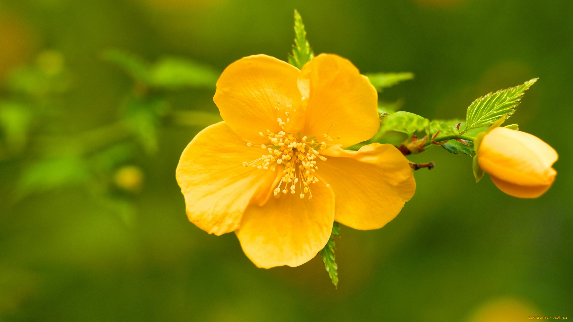 цветы, керия, японская, макро, бутон, цветок, ветка, керрия
