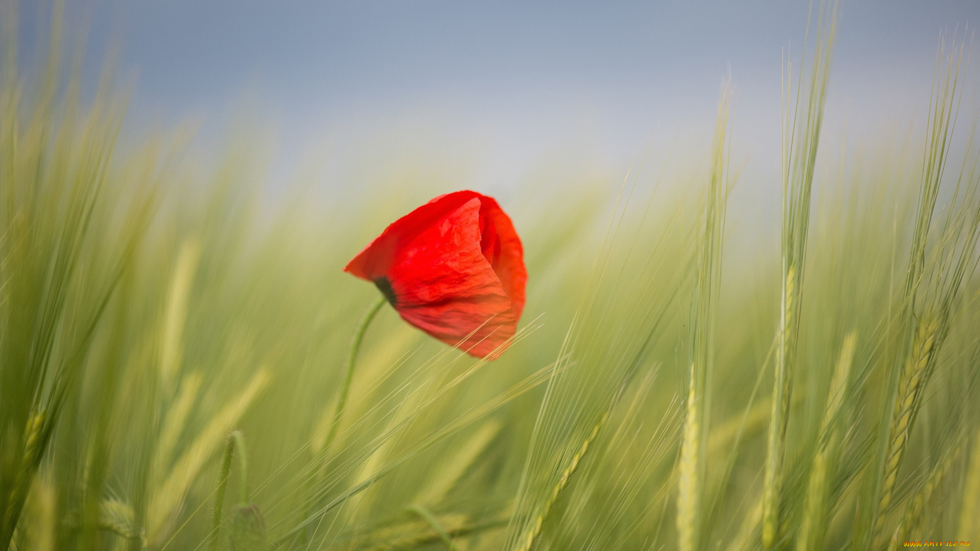 цветы, маки, рож, цветок, мак, поле, небо