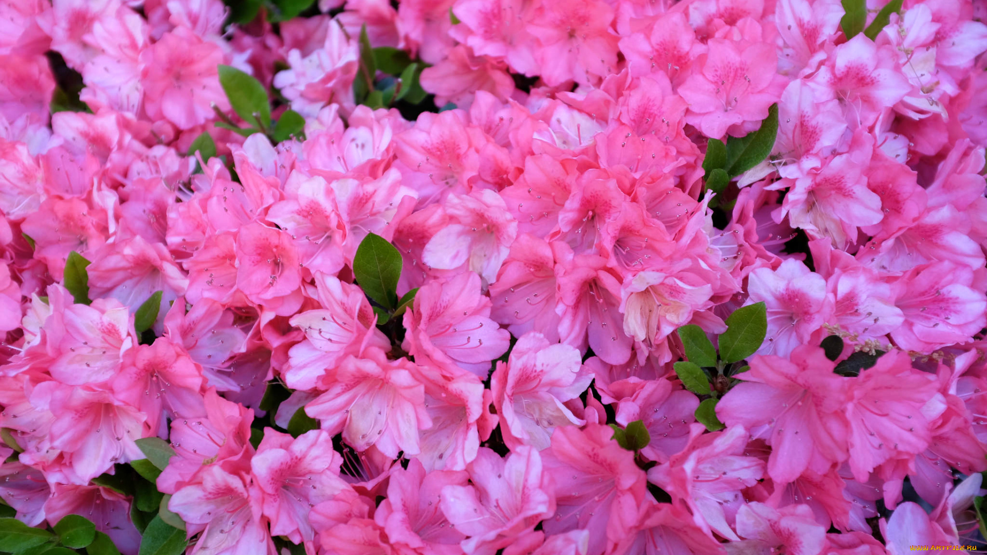 цветы, рододендроны, , азалии, малиновый, ярко, рододендрон, азалия