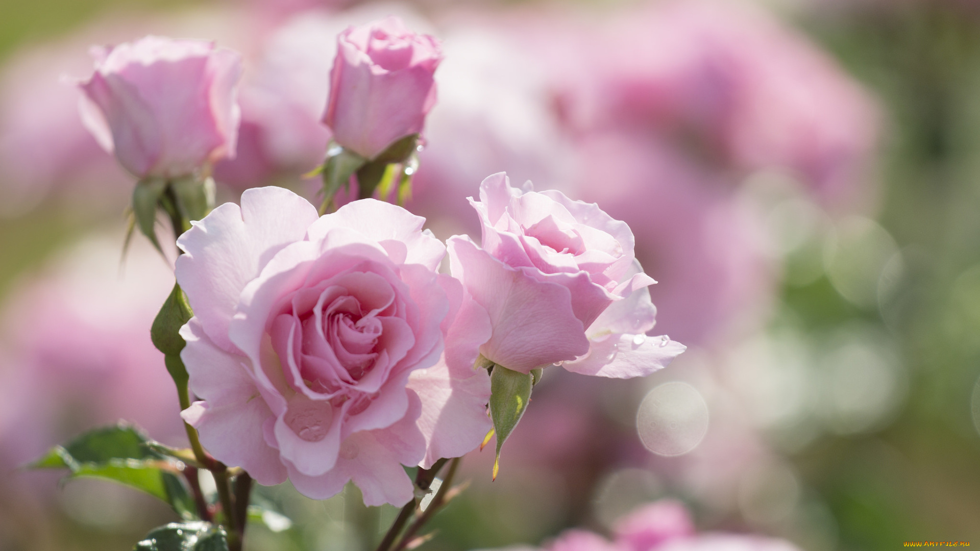 цветы, розы, лепестки, бутоны