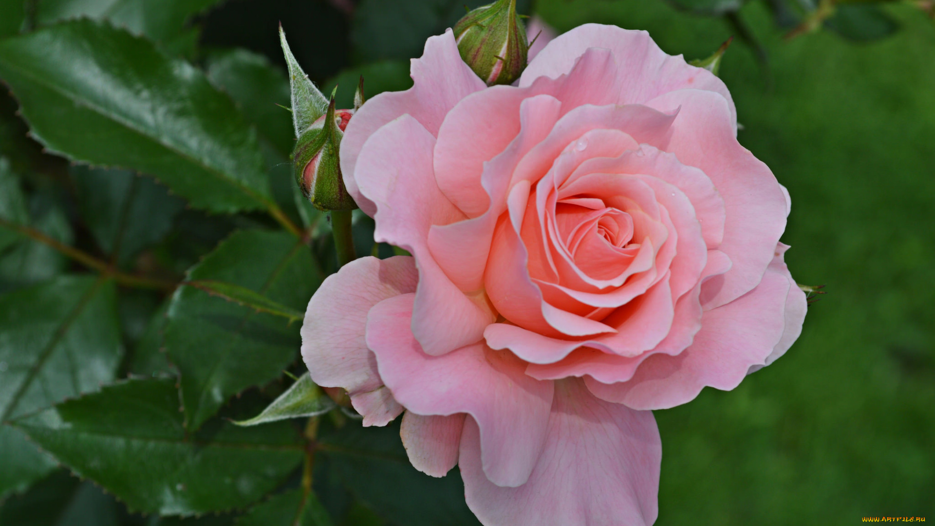 цветы, розы, макро, лепестки, бутон, роза