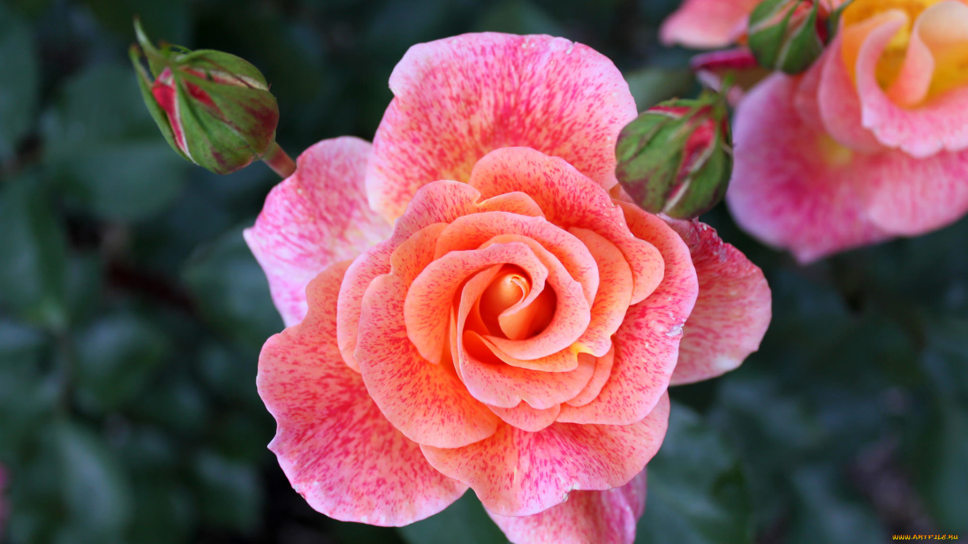 цветы, розы, роза, красавица, бутоны, макро, розовый