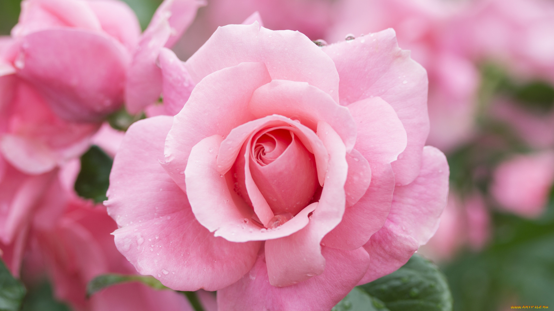 цветы, розы, розовая, роса, капли, роза, макро