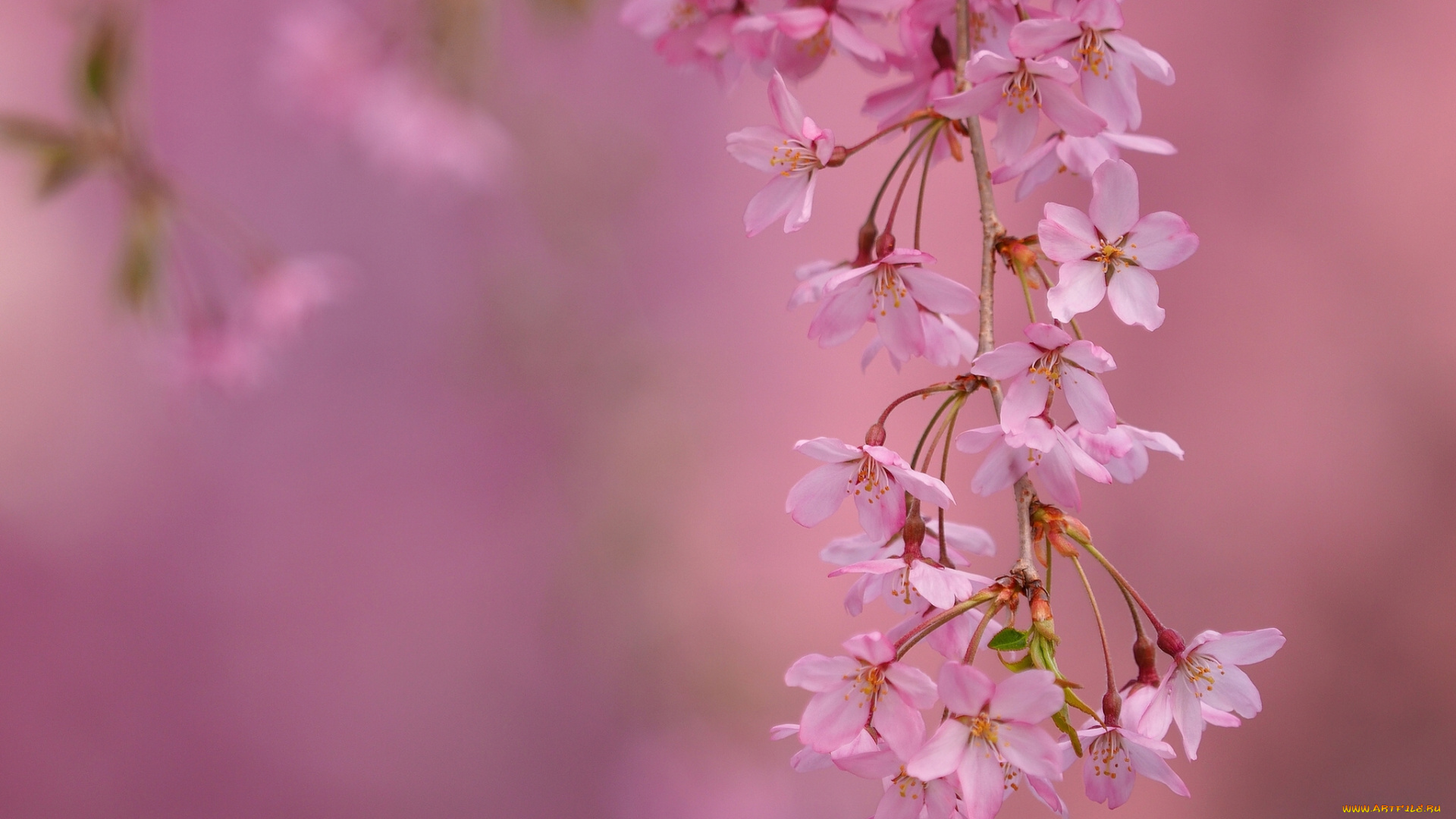 цветы, сакура, , вишня, весна, макро, цветки, цветение, ветка, вишня