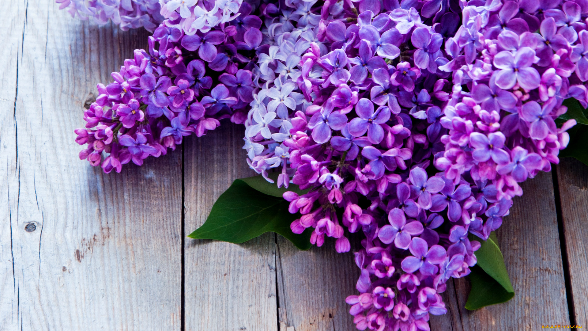 цветы, сирень, лиловый, макро, гроздья