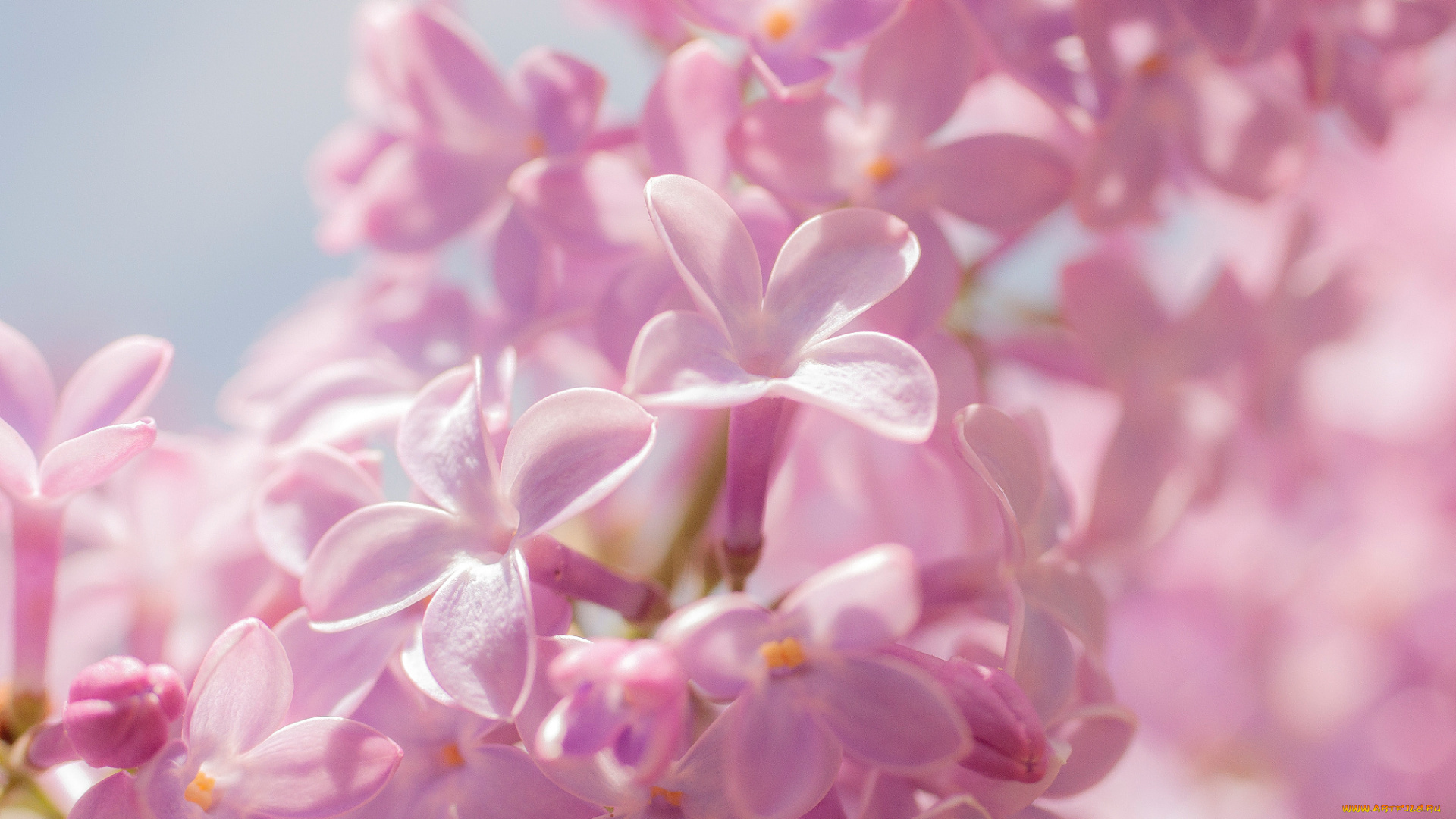 цветы, сирень, весна, сирени, цвет