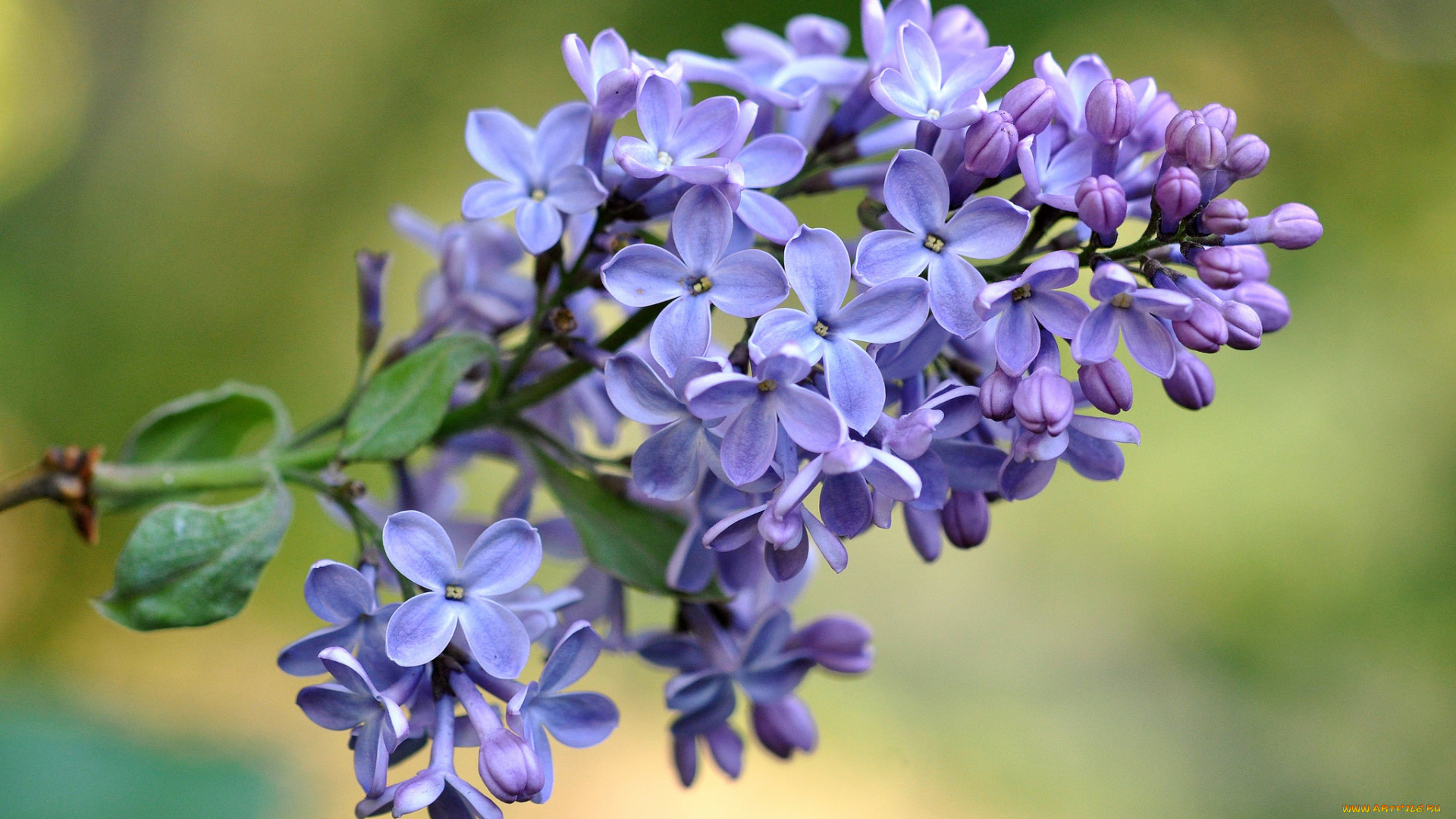 цветы, сирень, ветка, макро, весна, лиловый