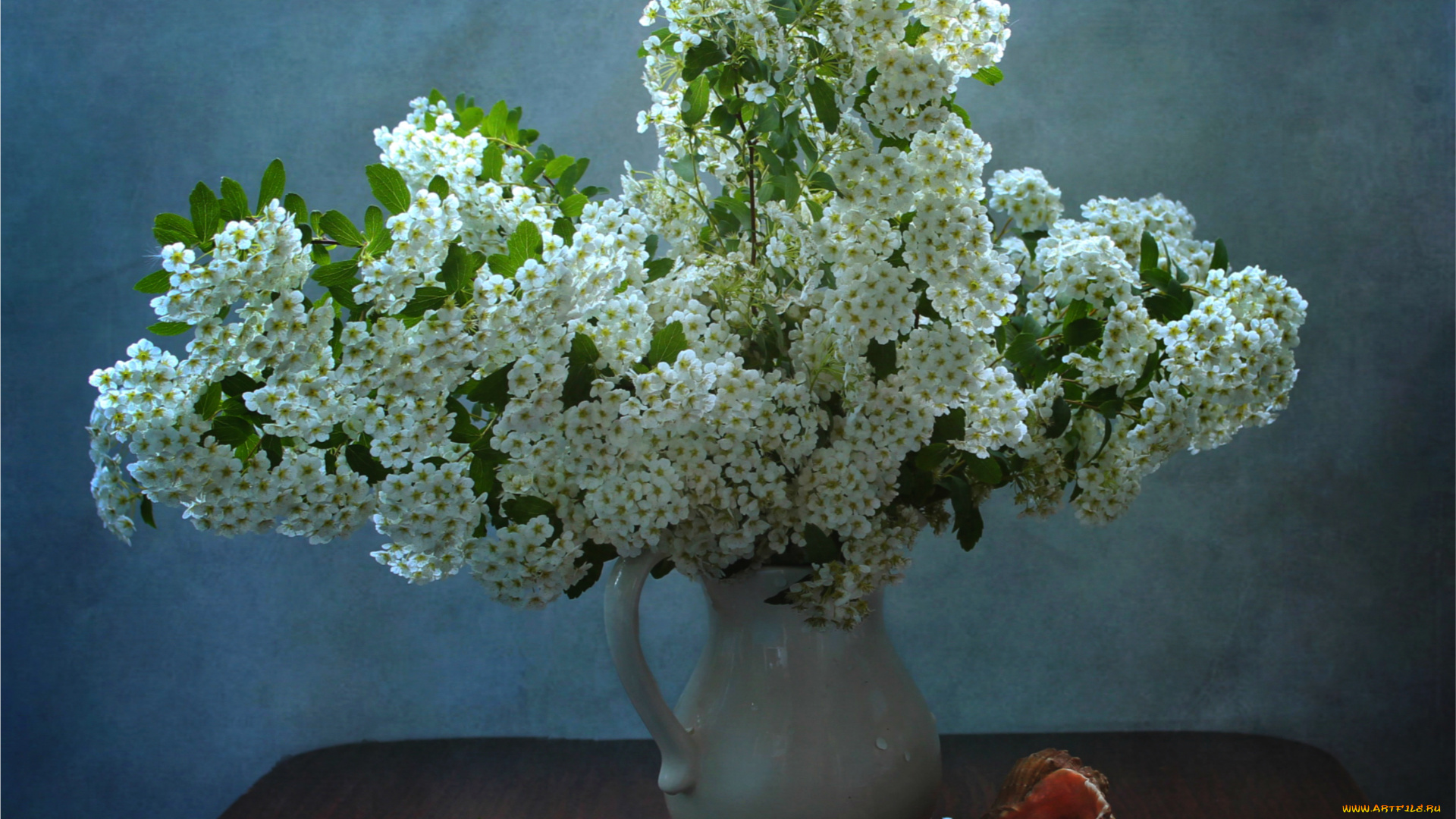 цветы, таволга, , спирея, , лабазник, ваза, таволга, белый, ракушка, кувшин