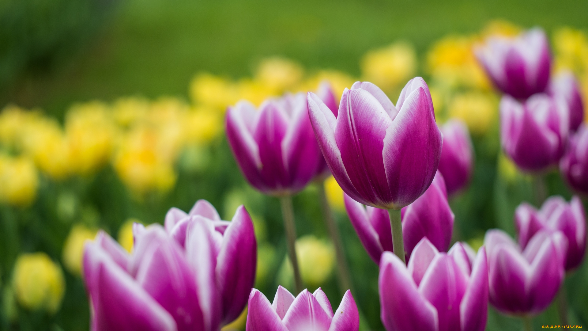 цветы, тюльпаны, боке, бутоны