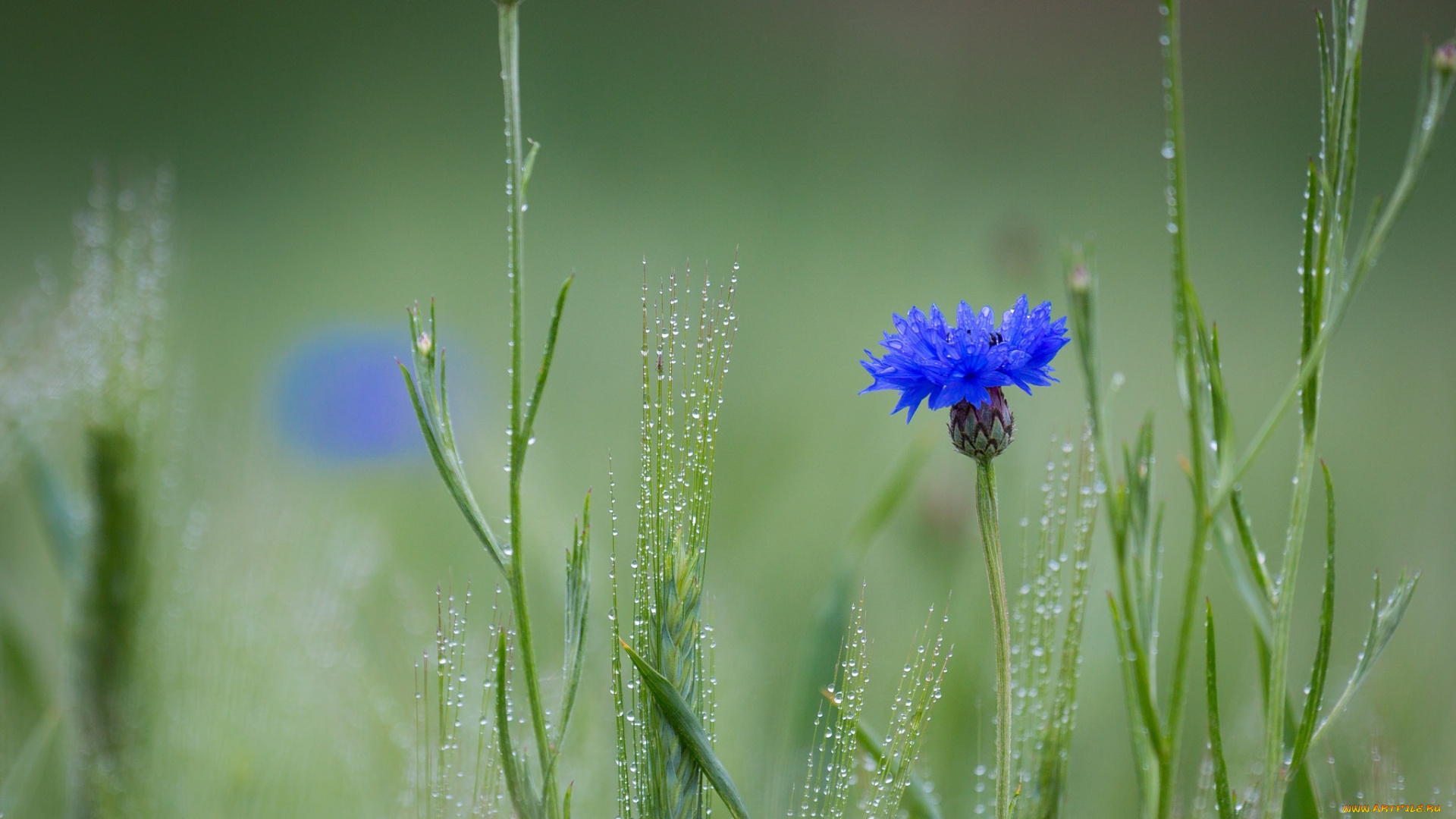 цветы, васильки, роса, колоски, поле, цветок, василёк, синий