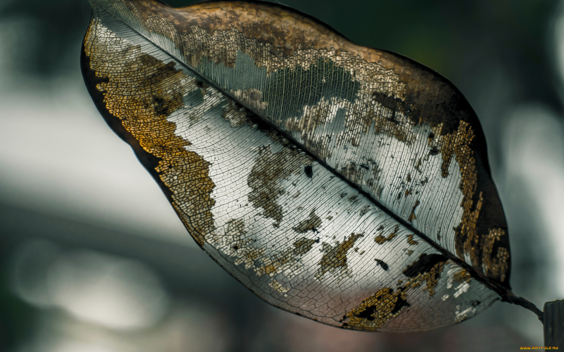 разное, компьютерный, дизайн, прожилки, макро, лист, боке