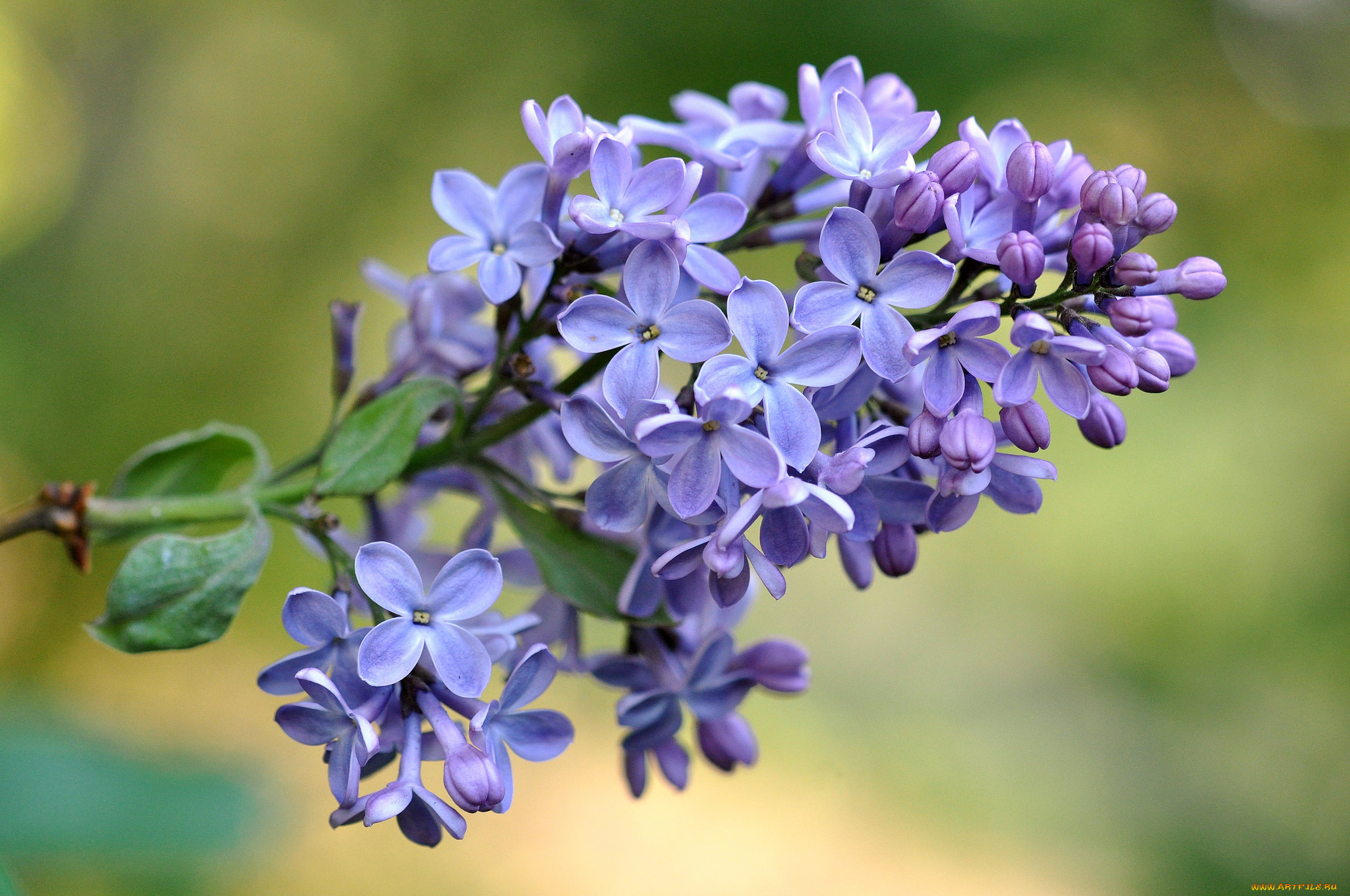 цветы, сирень, ветка, макро, весна, лиловый