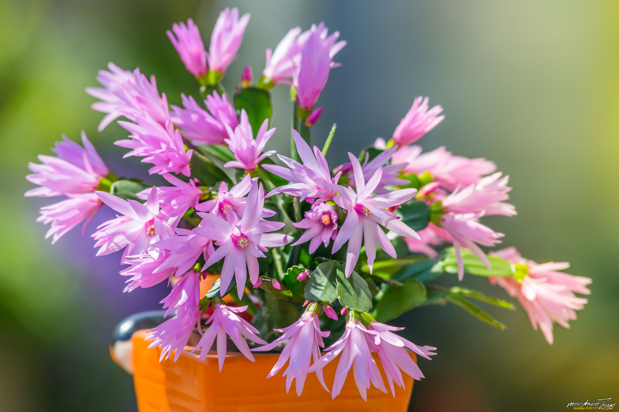 цветы, кактусы, кактус, цветение, шлюмбергера, цветки