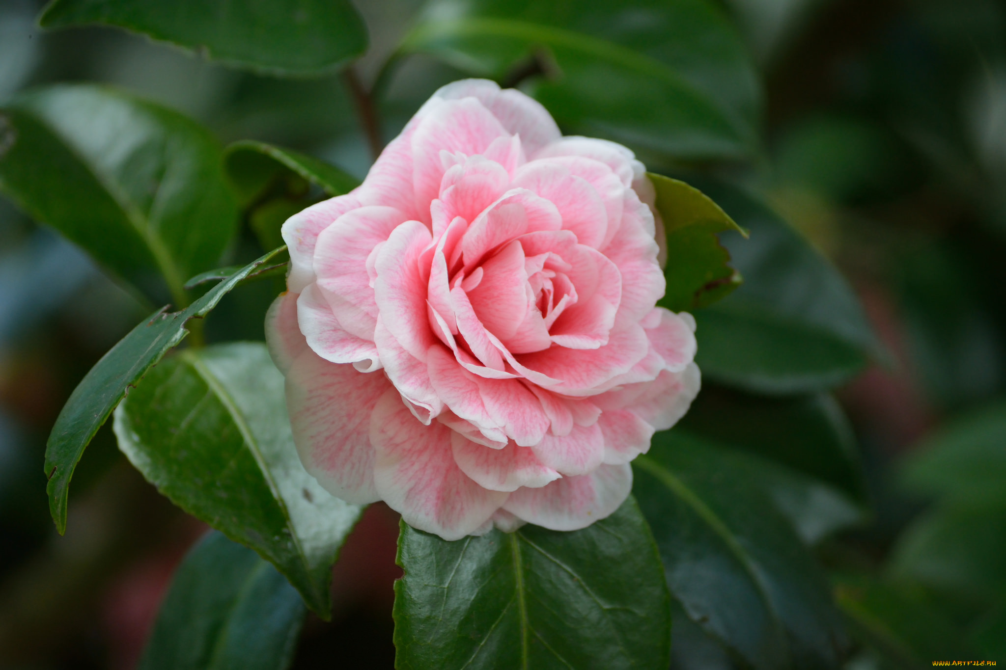 цветы, камелии, дерево, лепестки, розовый, камелия