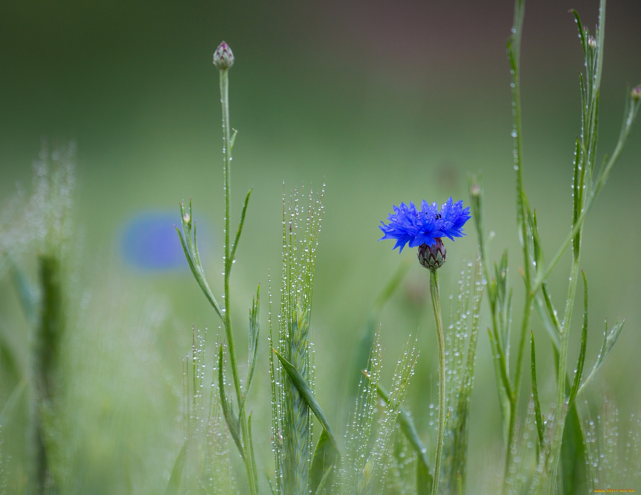 цветы, васильки, роса, колоски, поле, цветок, василёк, синий