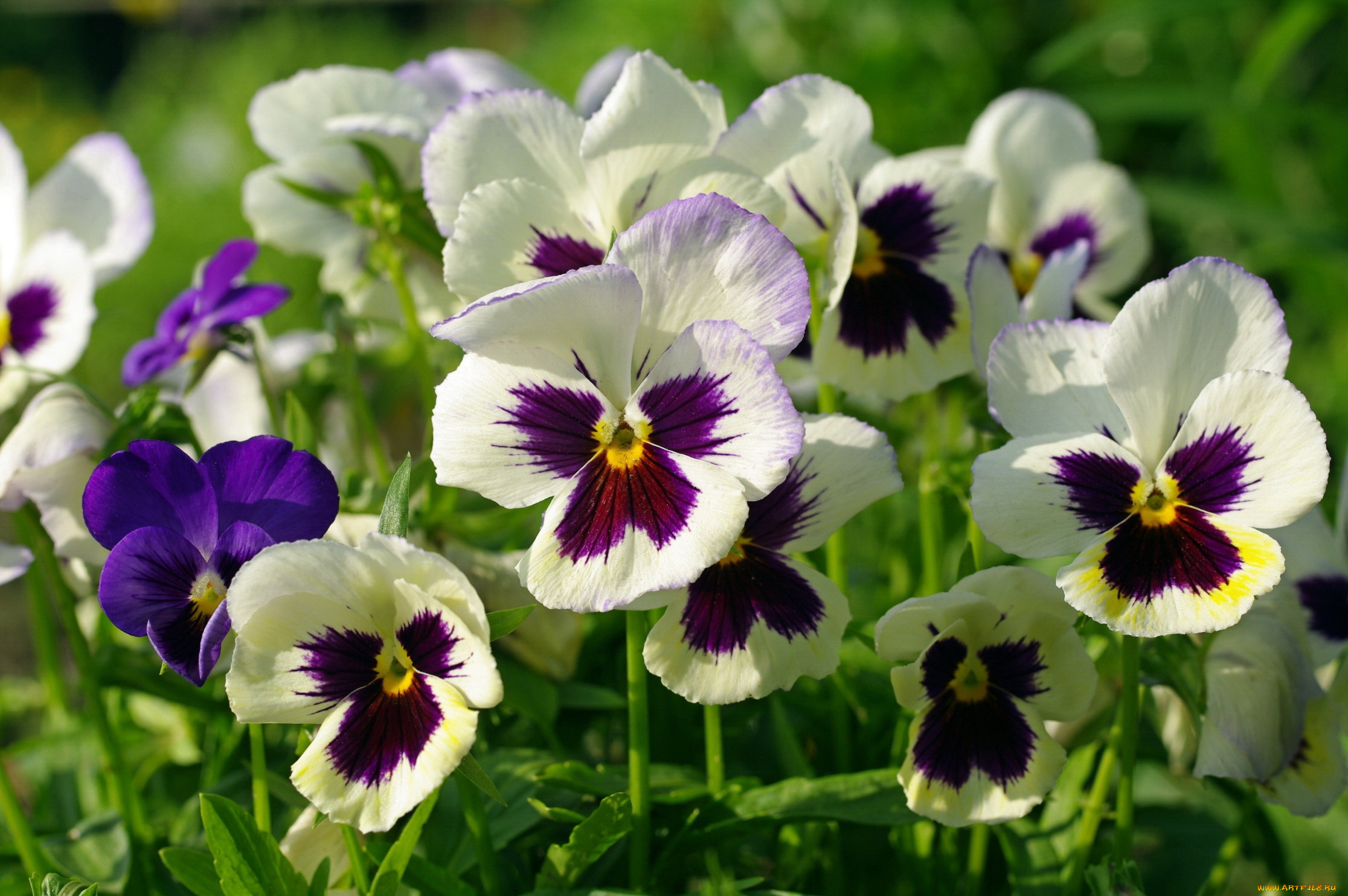 цветы, анютины, глазки, , садовые, фиалки, макро, пестрый, анютины, глазки, виола