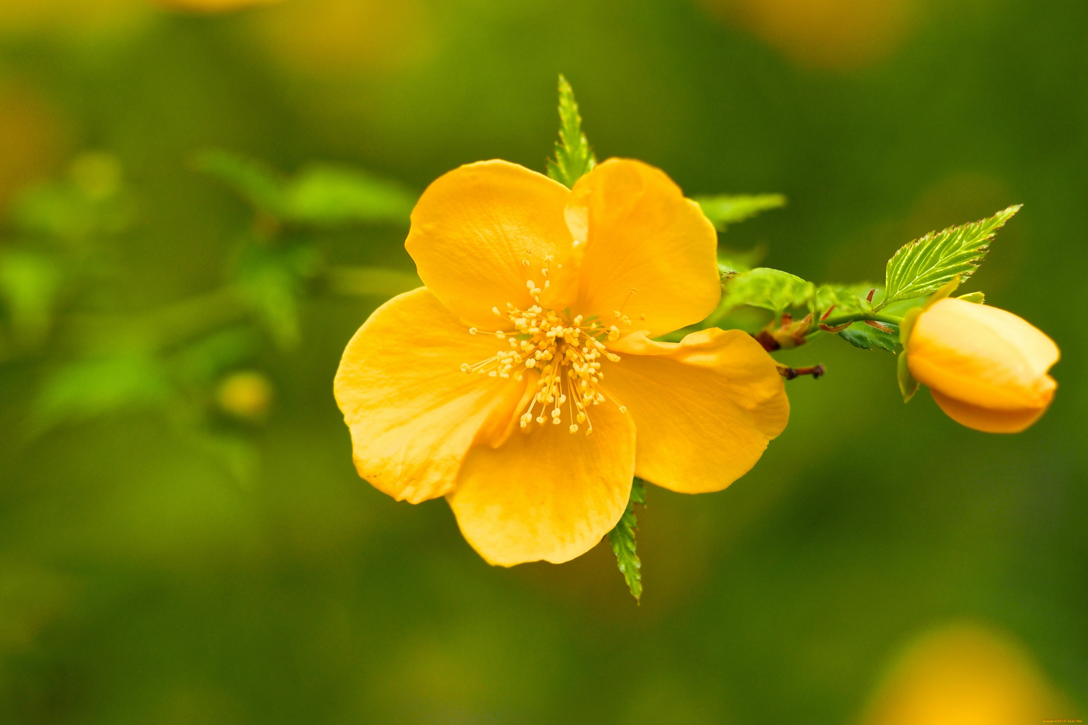 цветы, керия, японская, макро, бутон, цветок, ветка, керрия