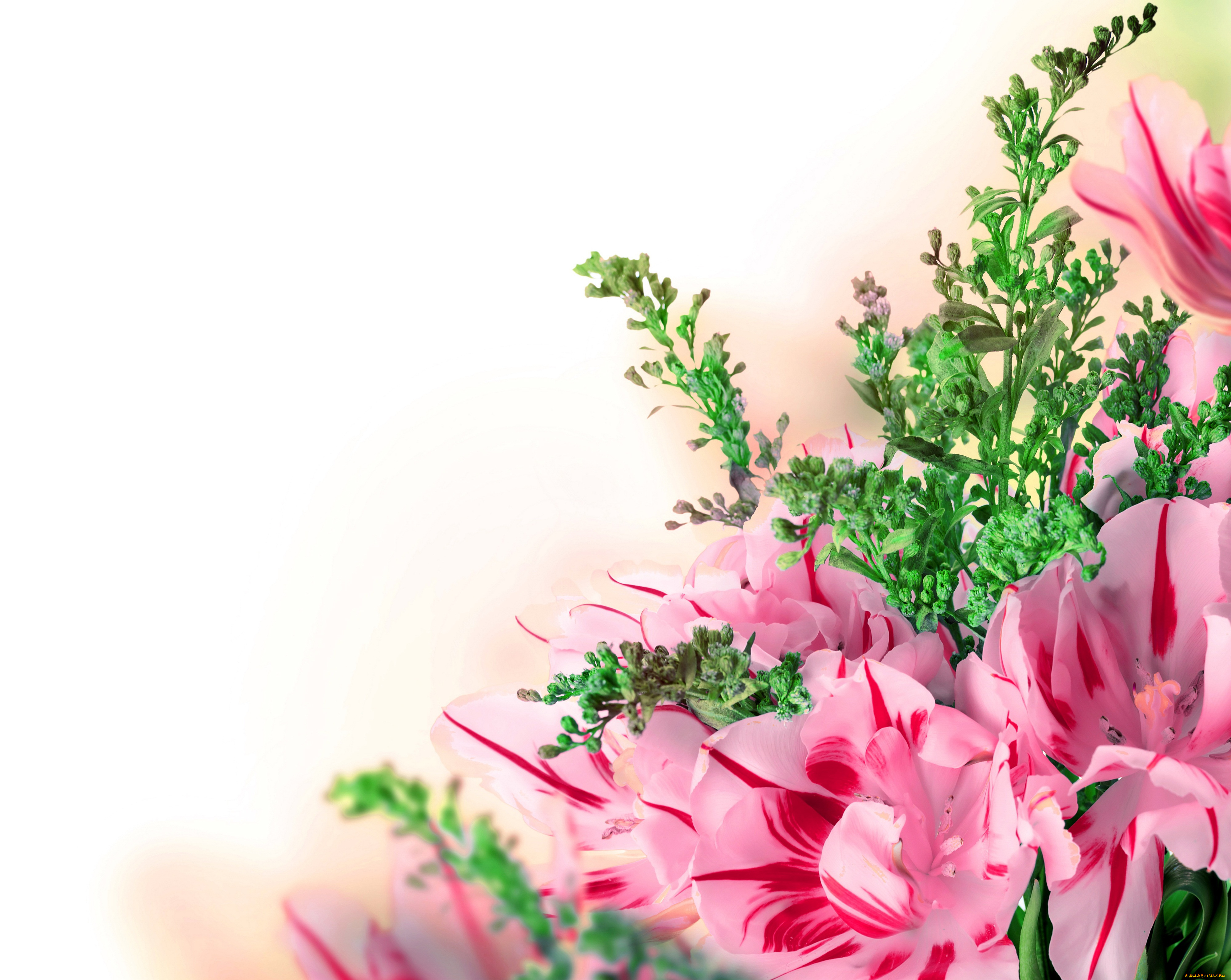 цветы, тюльпаны, фон, tulips, flowers