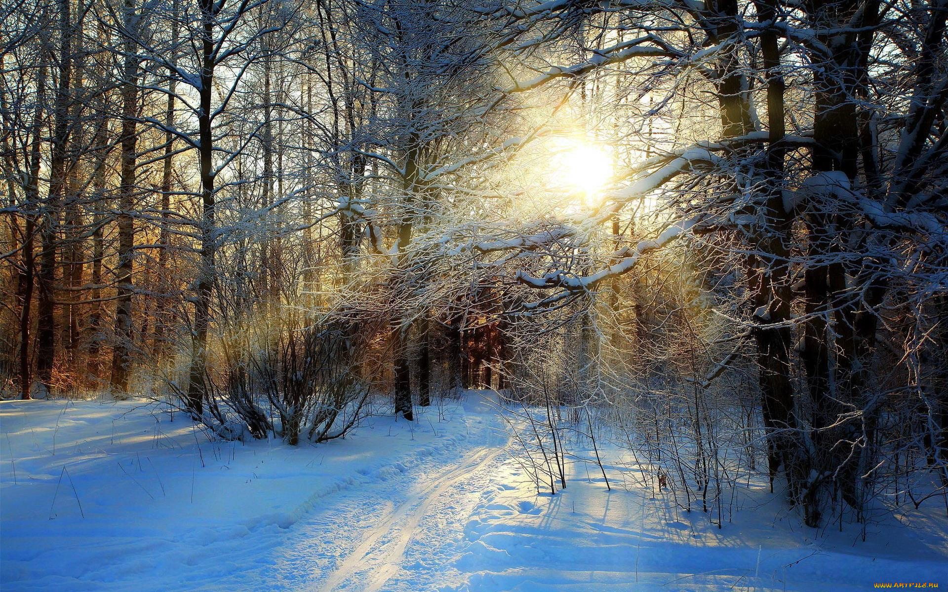 природа, зима, снег, лес, следы, солнце